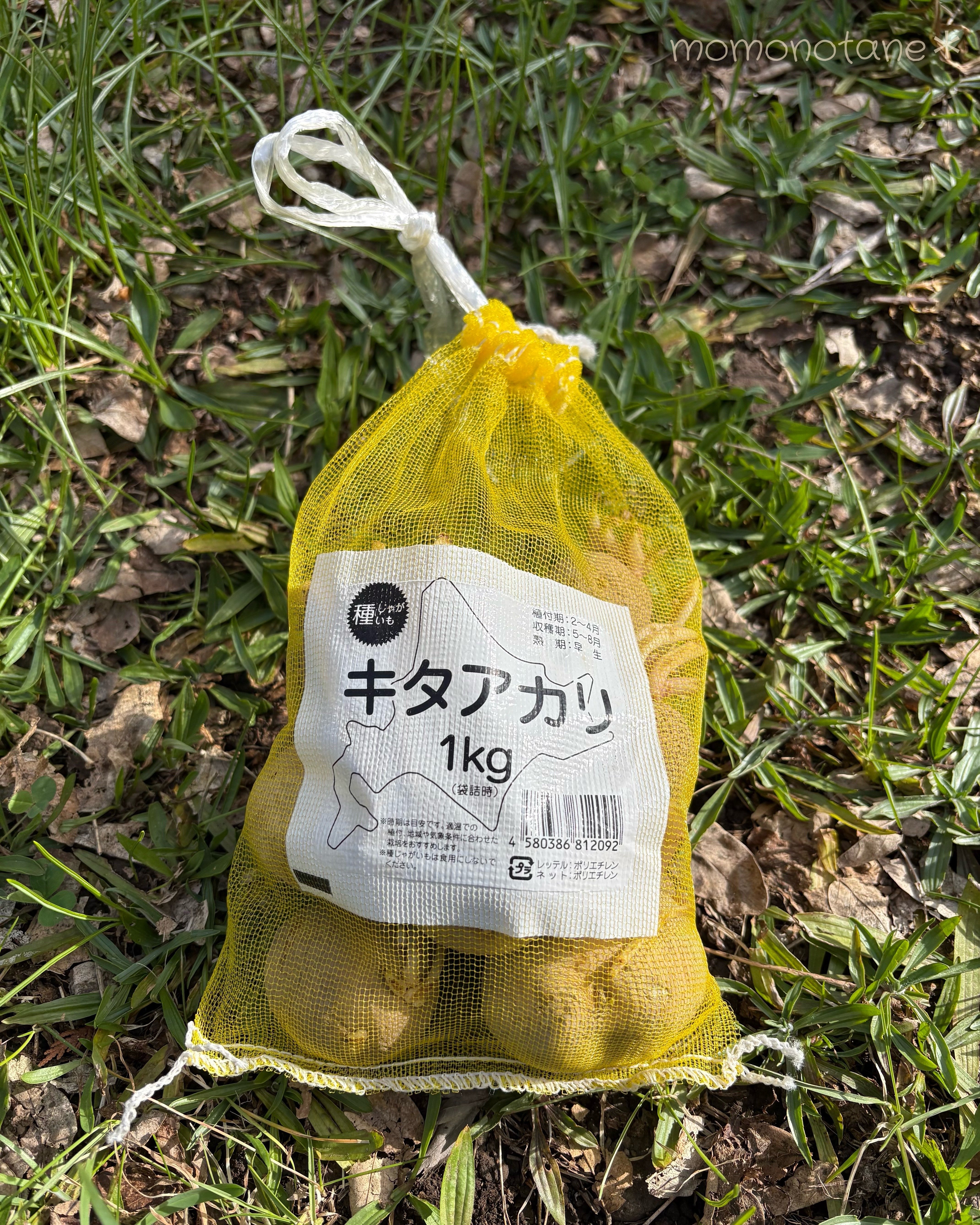 菜園のスタート まずはポテトバッグから｜こけもも