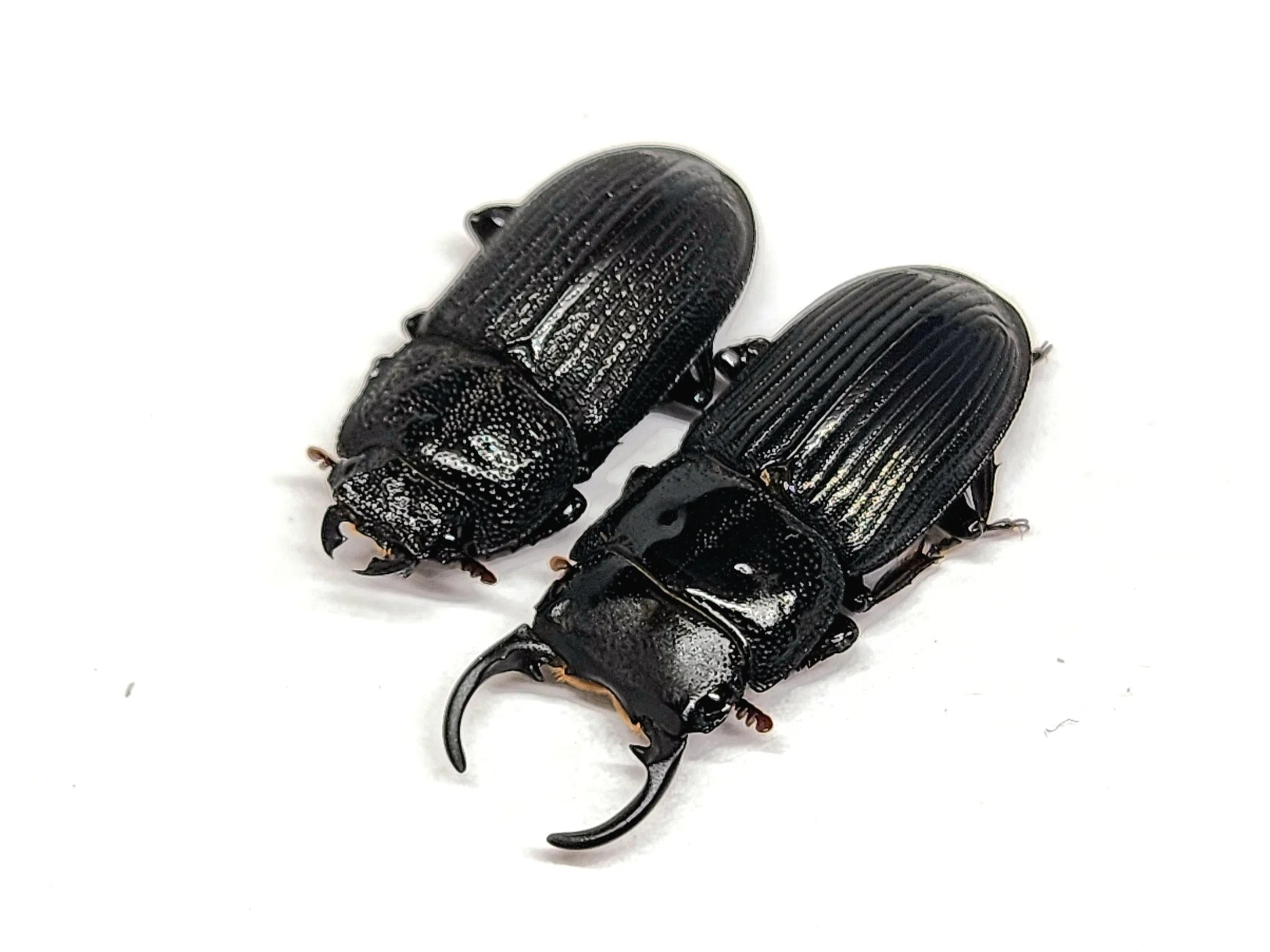 トカラネブトクワガタ(諏訪之瀬島産CBF1)飼育記録まとめ｜ぷろそぽ