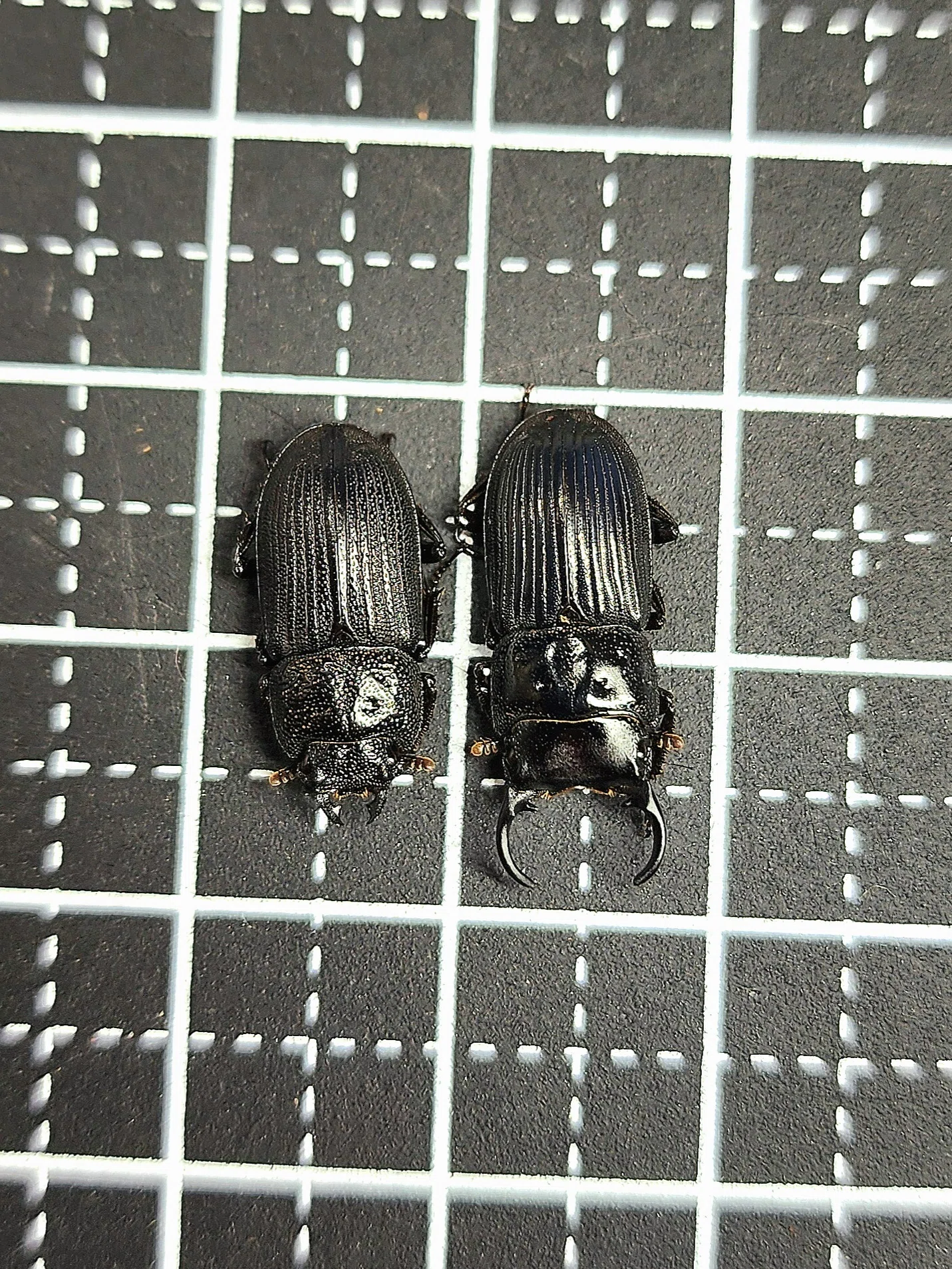 Tokara Nebuto Stag Beetle (Suwanosejima-born CBF1) Breeding Record