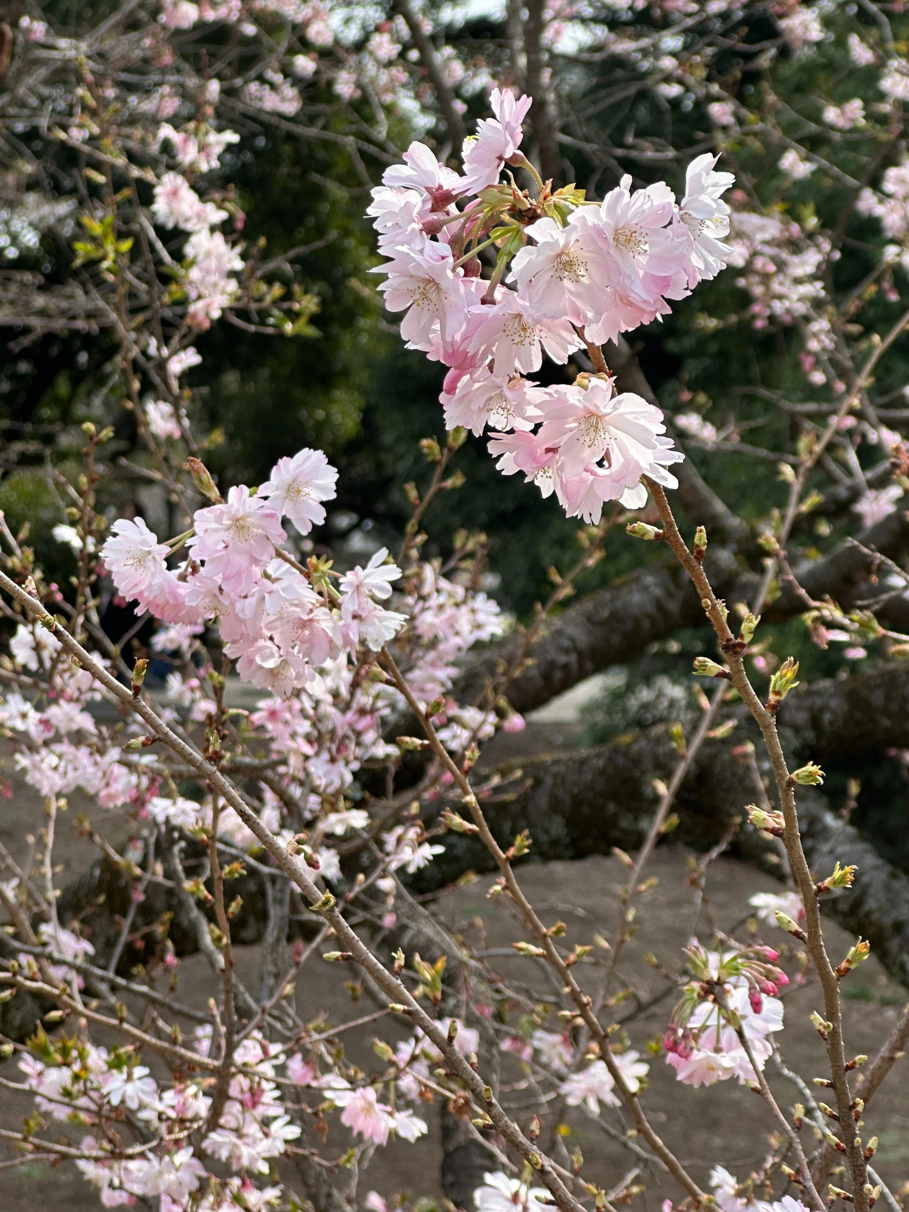 桜のその後｜Saki
