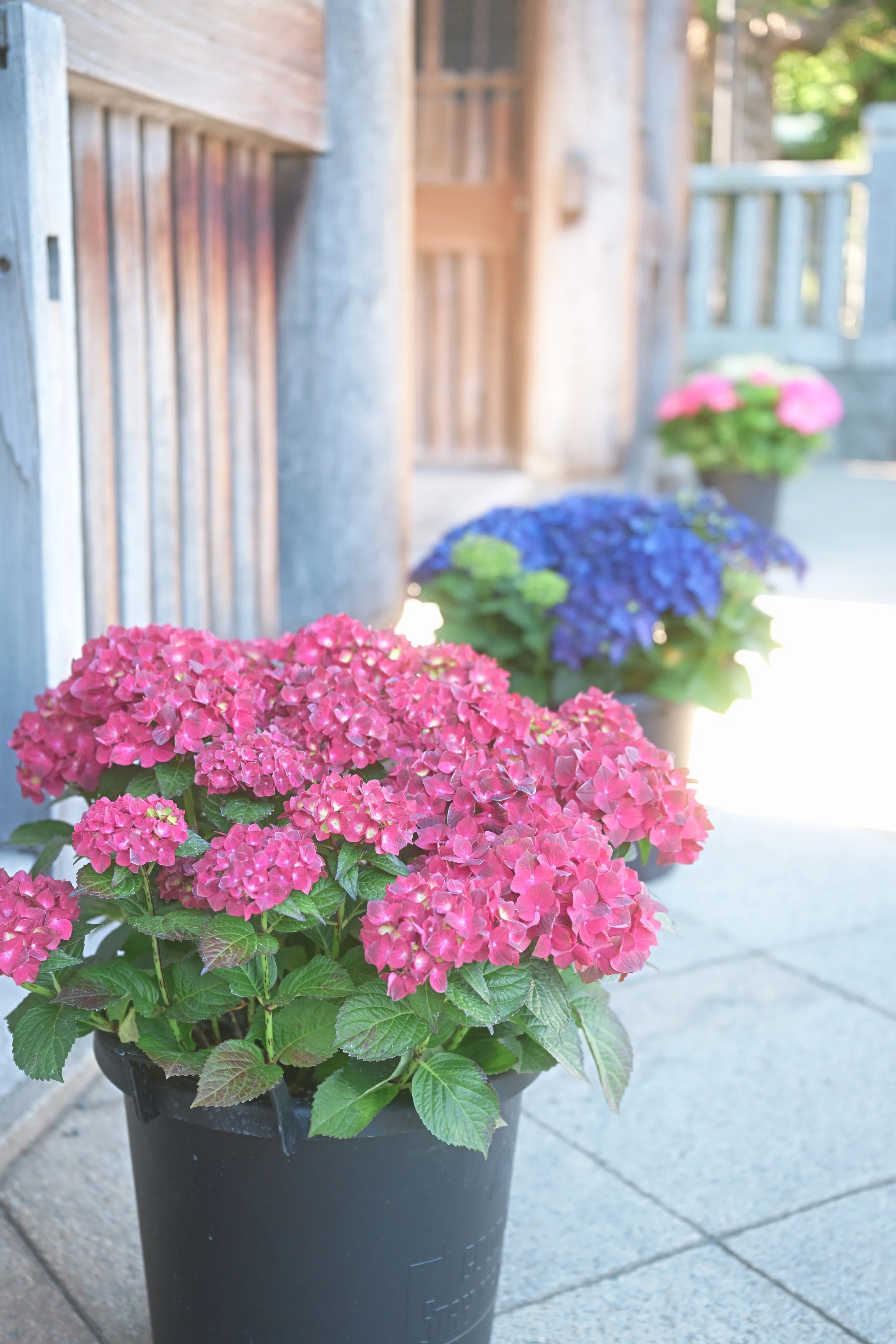 紫陽花 （Z9:NIKKOR Z 24-70mm f/2.8 S II） ようやくゴールデンな天気
