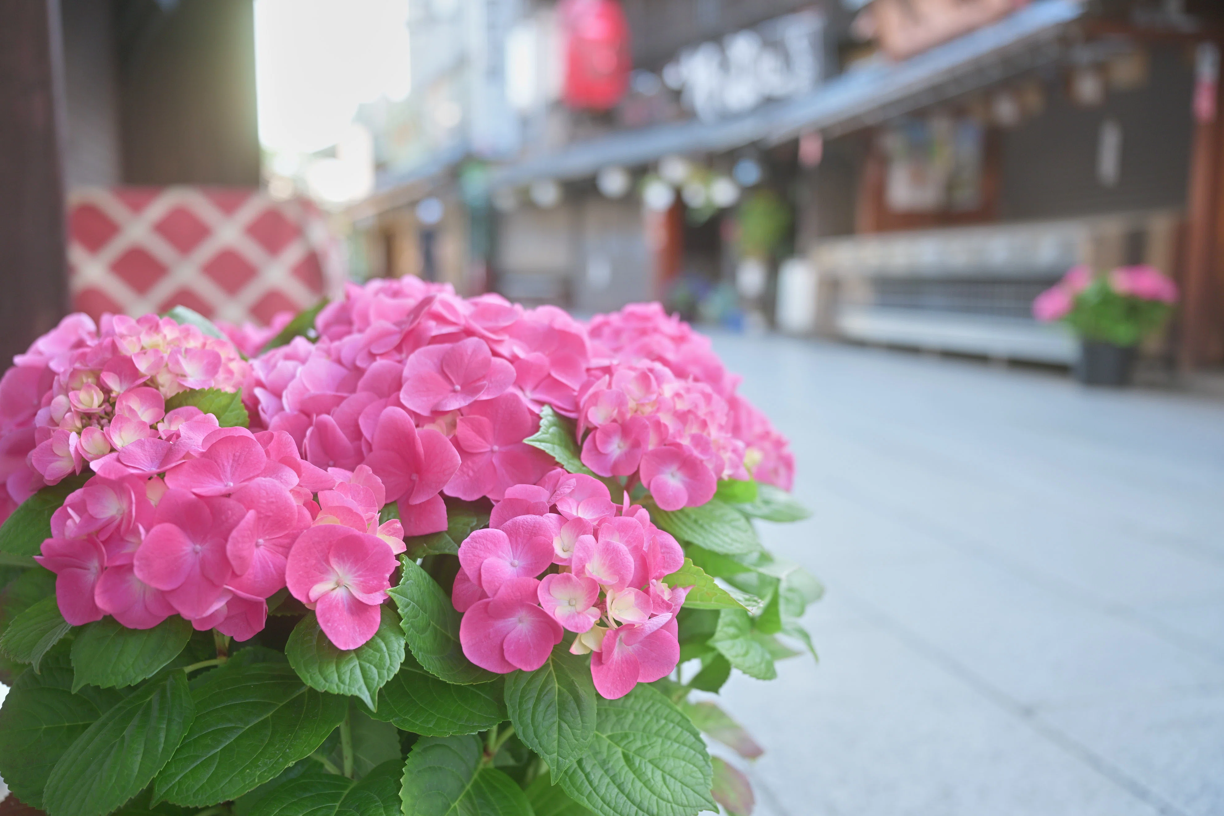 紫陽花 （Z9:NIKKOR Z 24-70mm f/2.8 S II） ようやくゴールデンな天気
