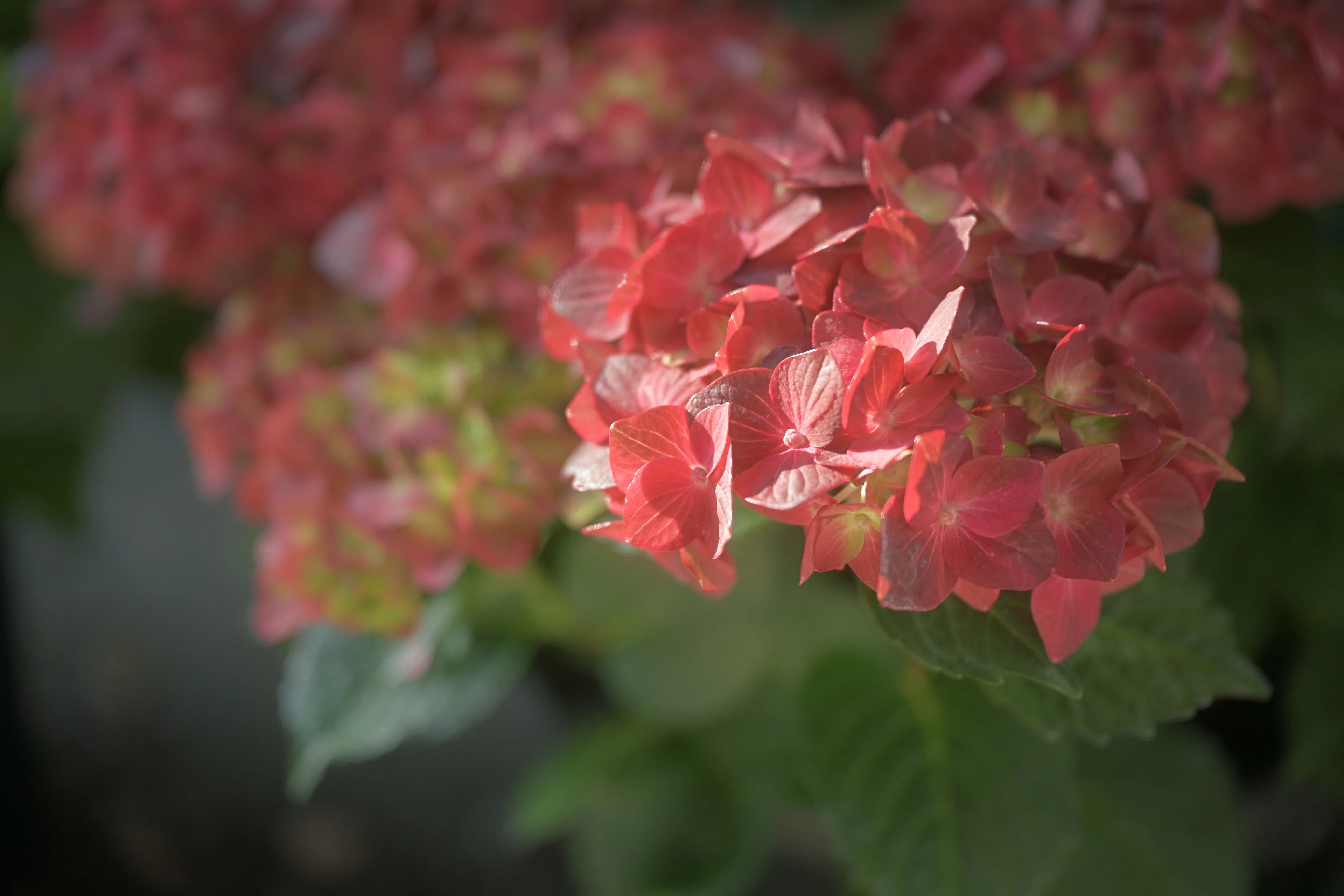 紫陽花 （Z9:NIKKOR Z 24-70mm f/2.8 S II） ようやくゴールデンな天気