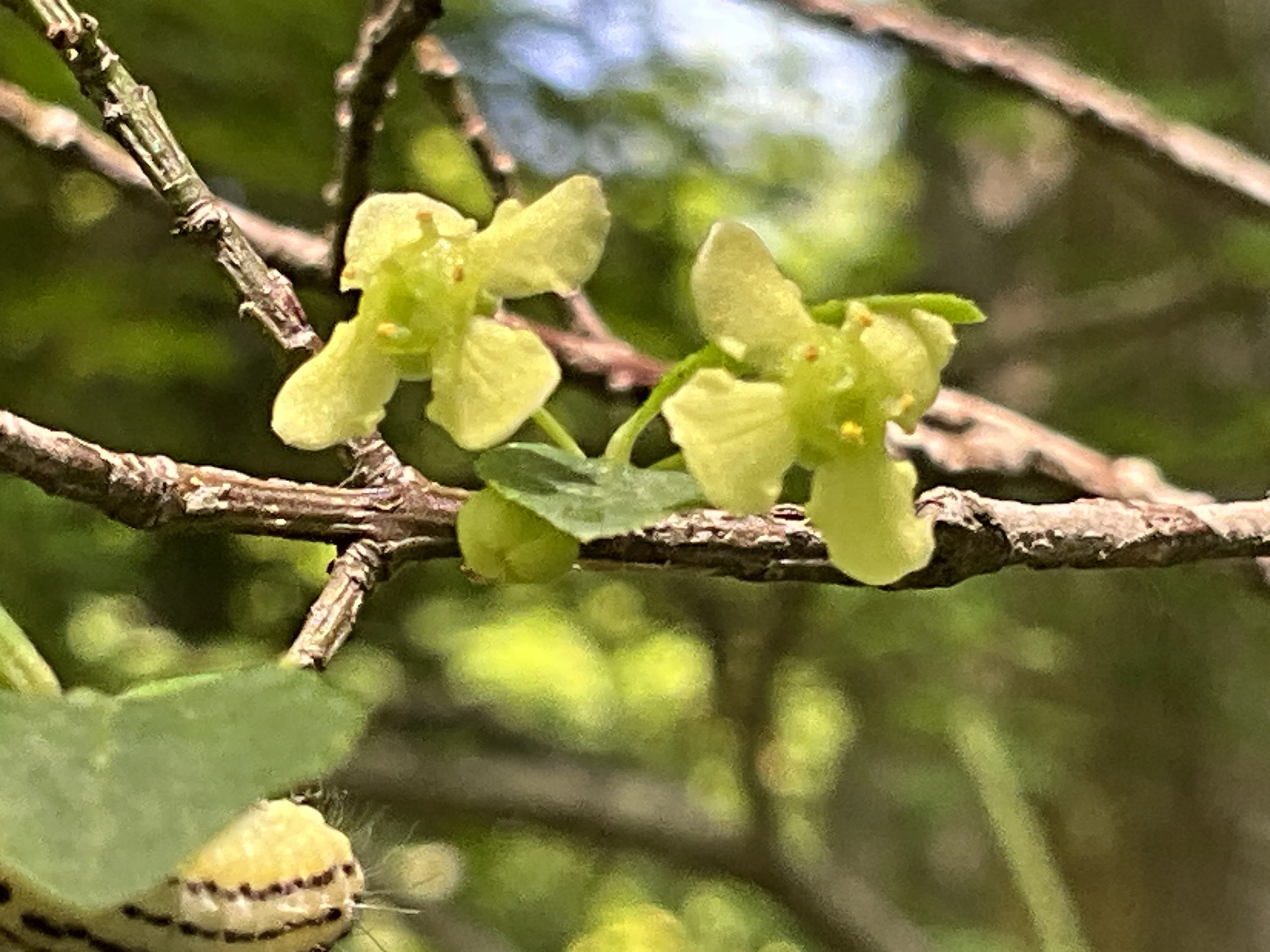 コマユミ（京都府立植物園）：2026年5月2日（土）｜藤井秀昭（『京都
