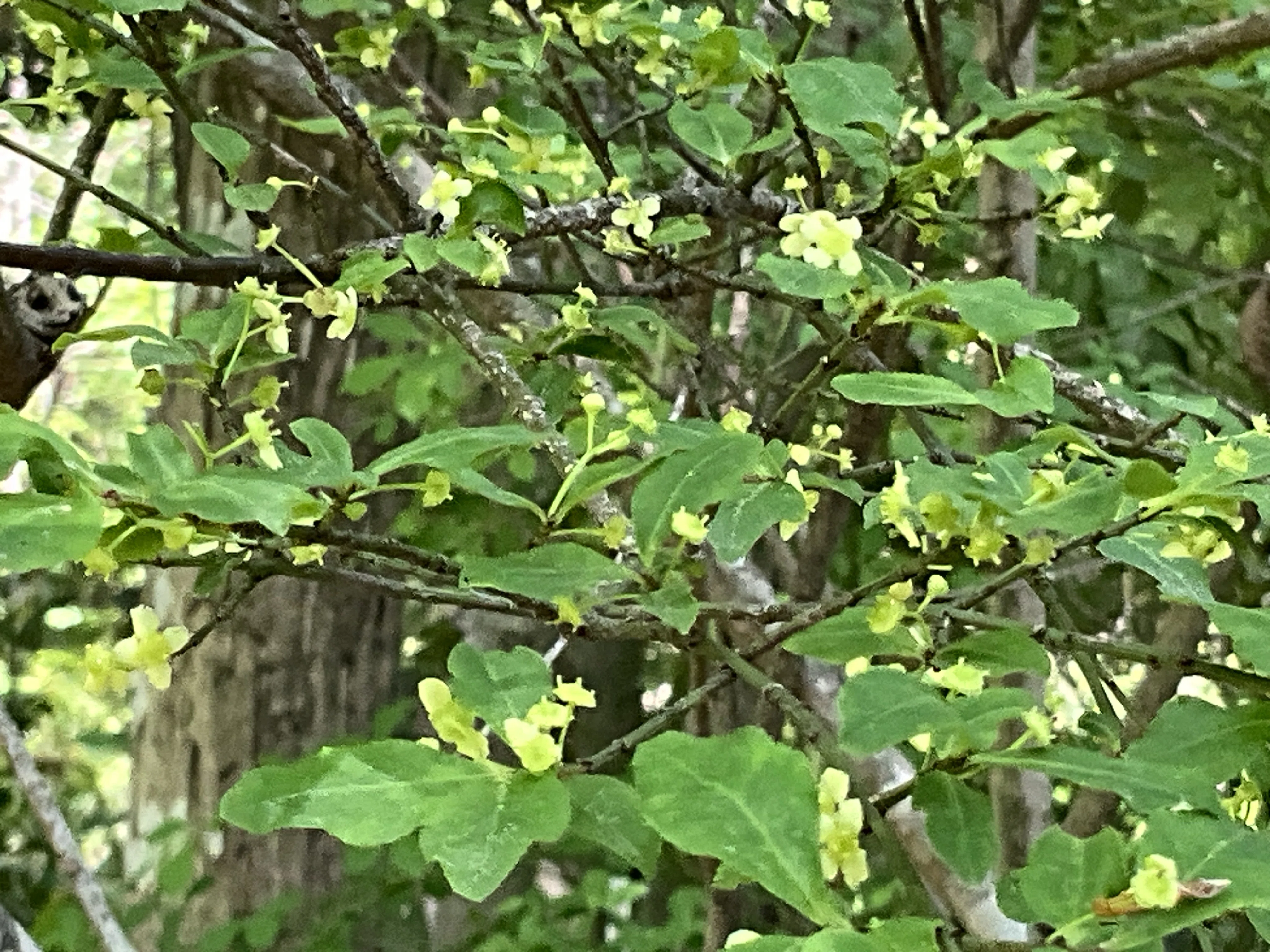 秋の足音。山採りコマユミ。 コマユミ（京都府立植物園）：2026年5月2日（土）｜藤井秀昭（『京都
