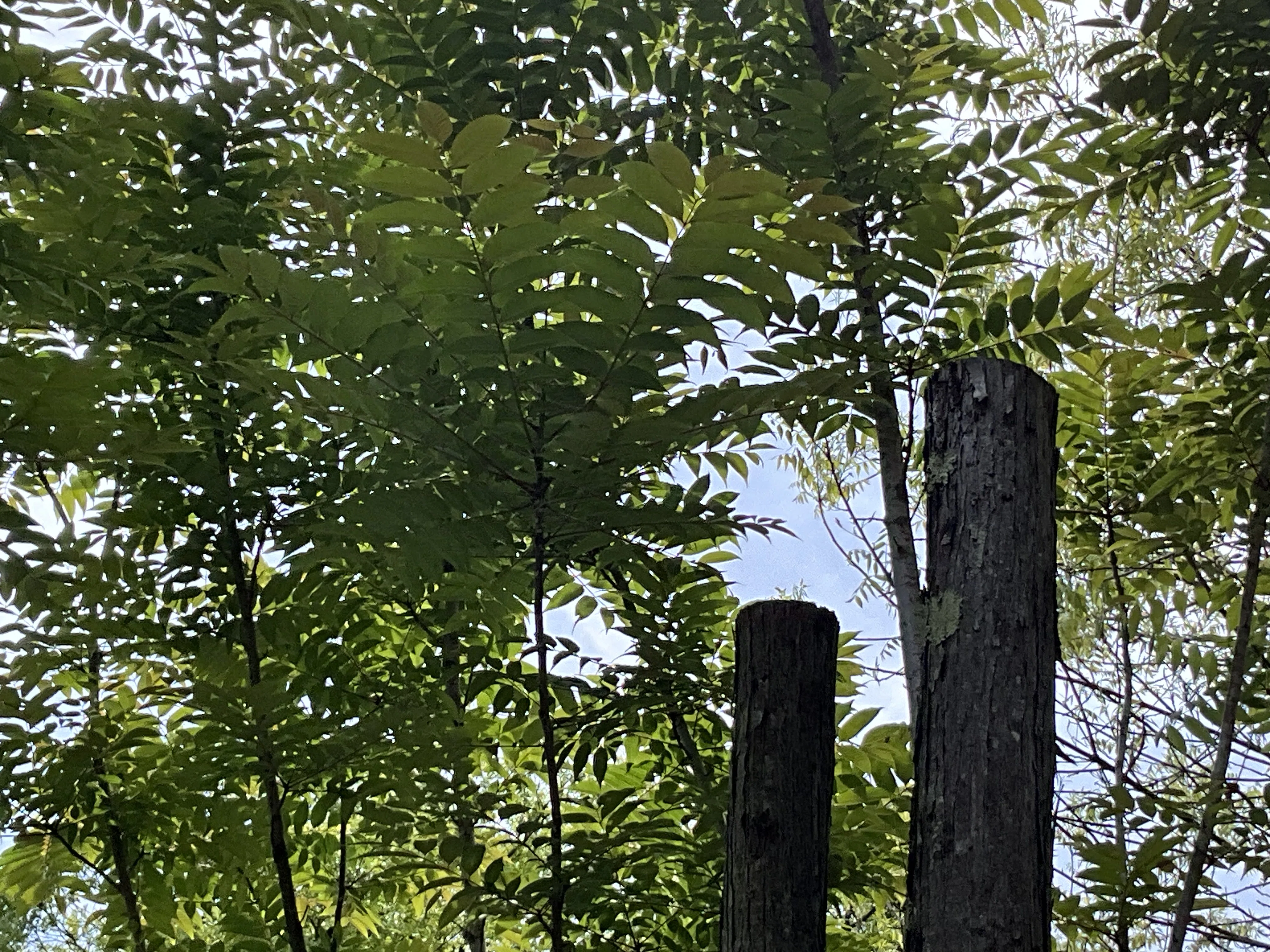 香椿(チャンチン) 香椿（チャンチン）（京都府立植物園）No.79：2026年4月30日（木