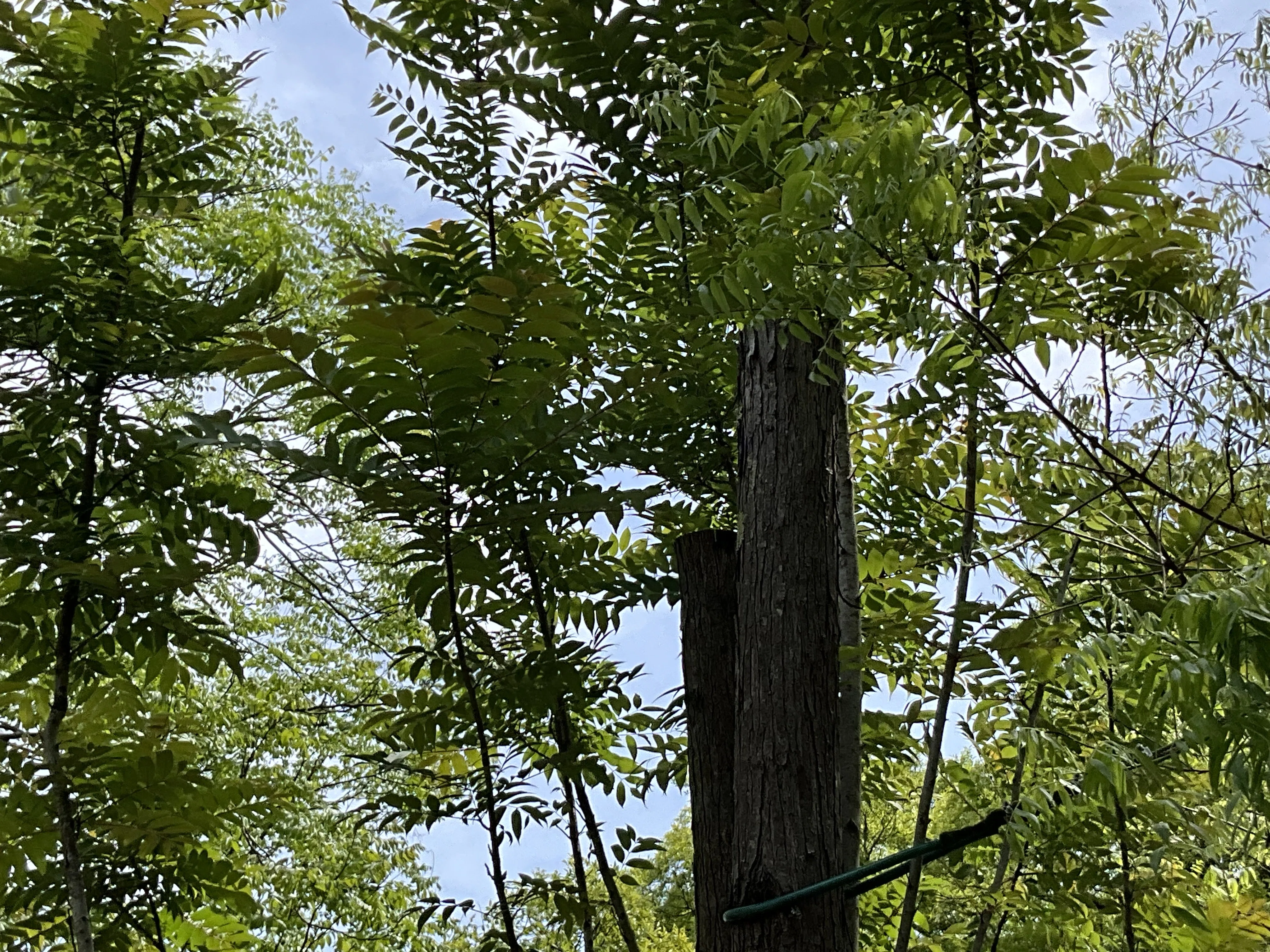 香椿（チャンチン）（京都府立植物園）No.79：2026年4月30日（木
