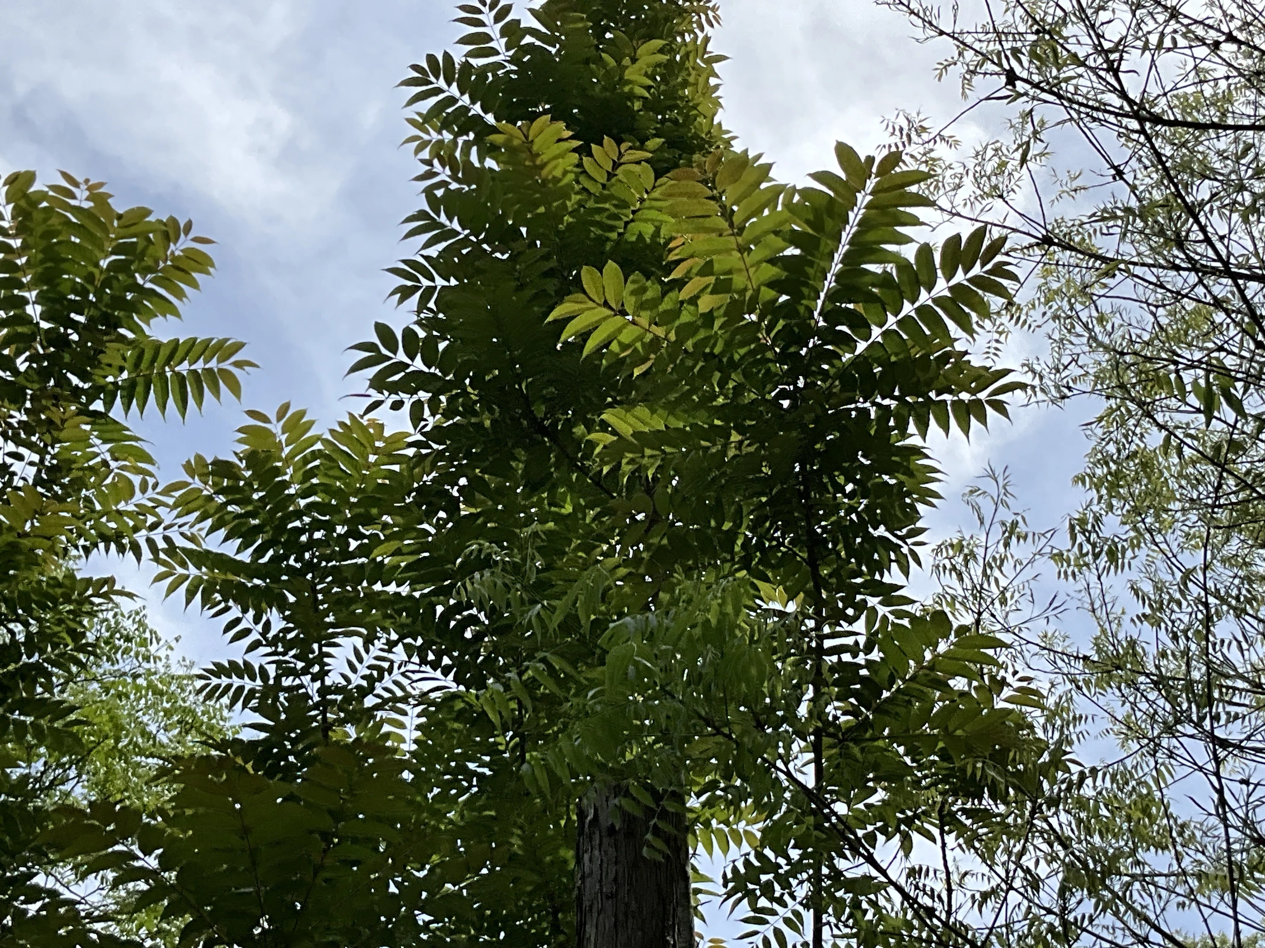香椿(チャンチン) 香椿（チャンチン）（京都府立植物園）No.79：2026年4月30日（木