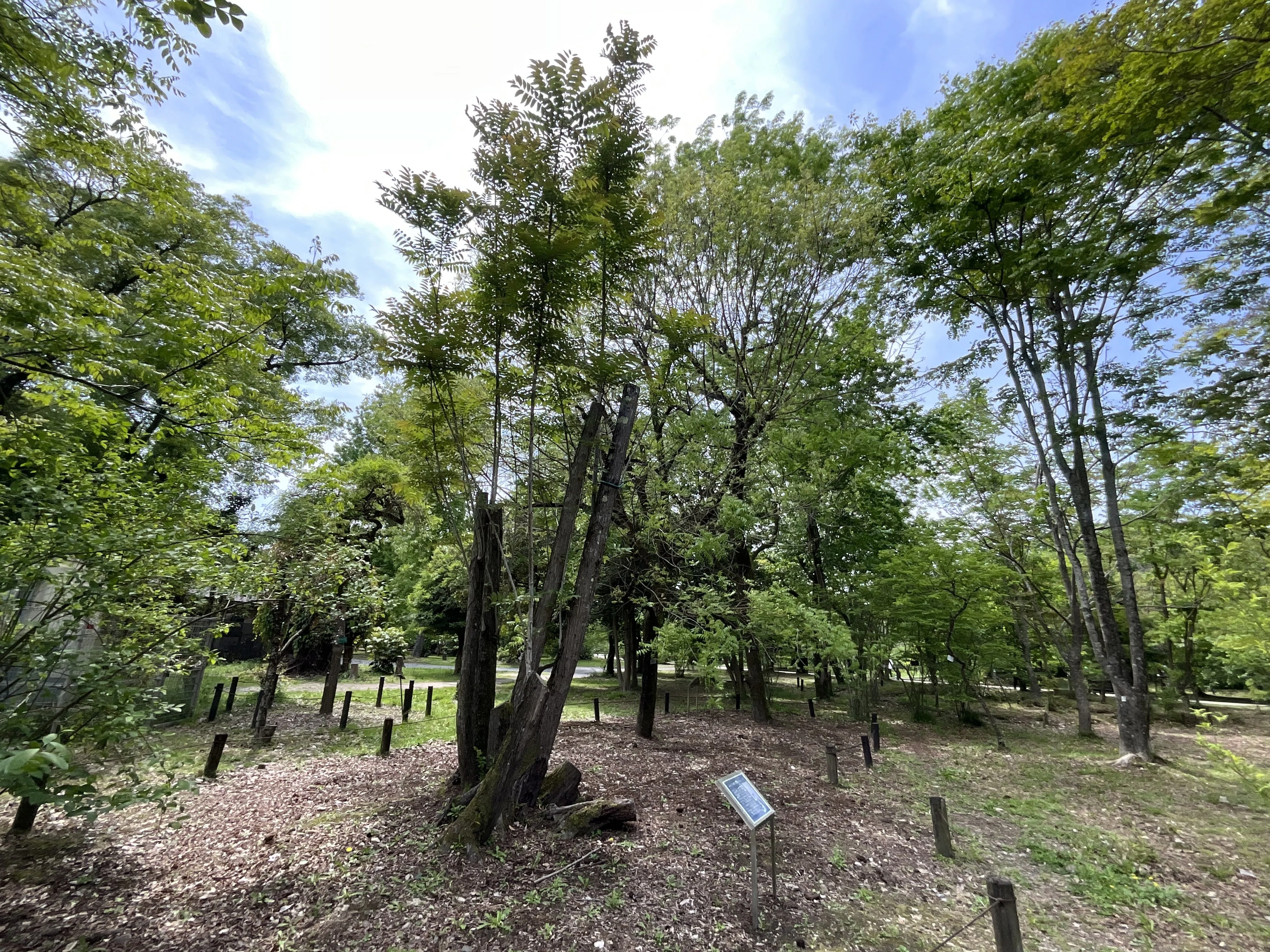 香椿（チャンチン）（京都府立植物園）No.79：2026年4月30日（木