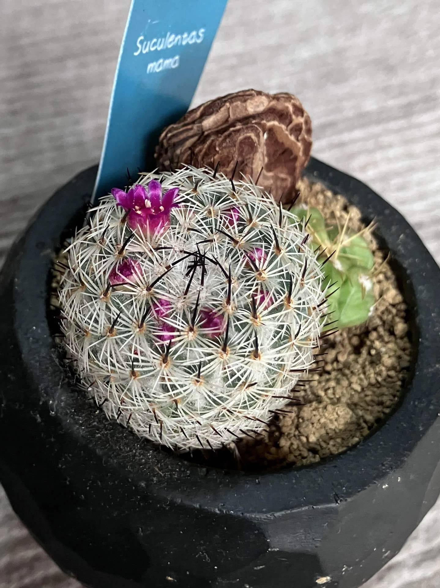 忘れたころに咲いたサボテンの花｜ひでき
