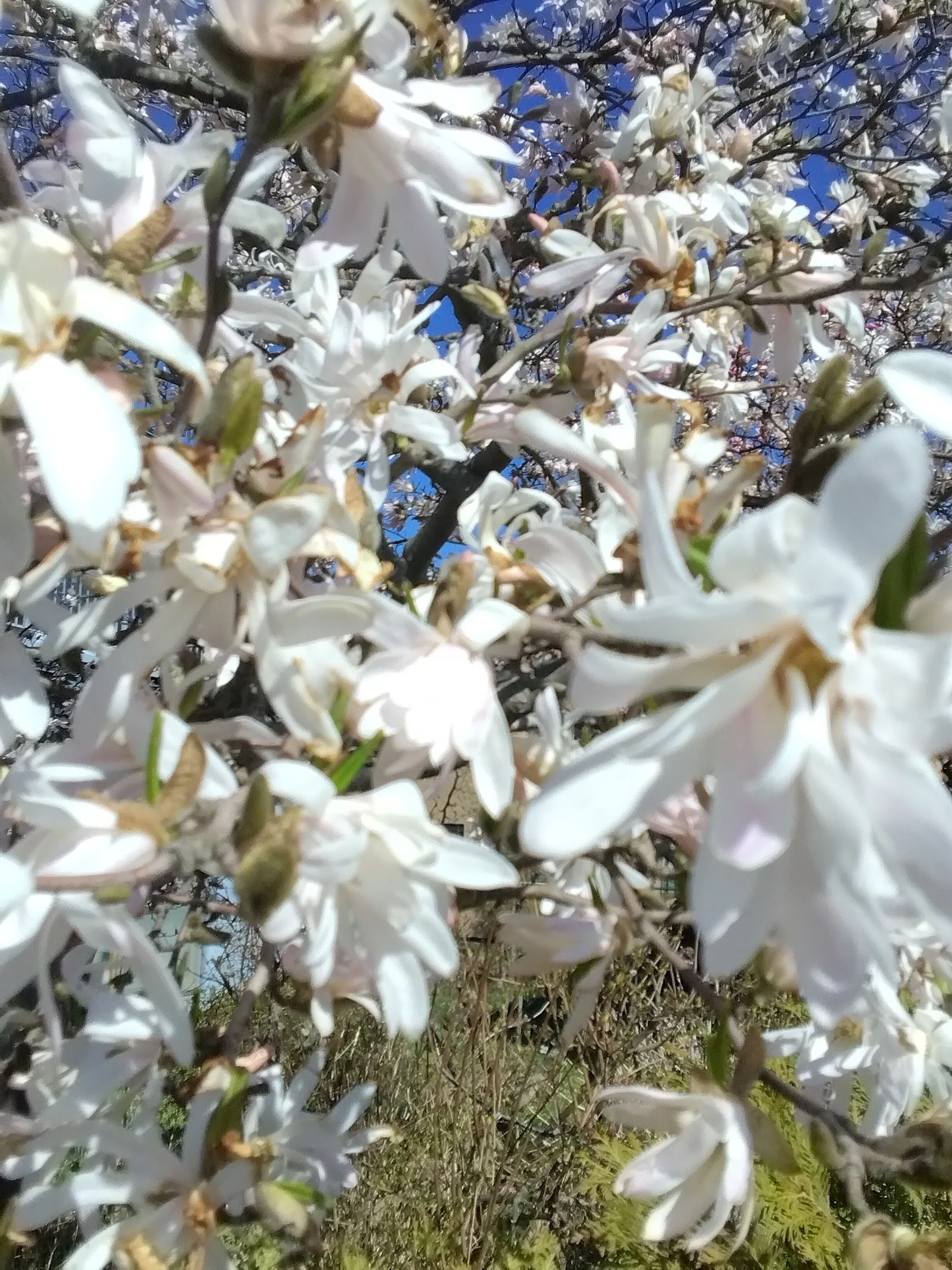 雨のなかの桜｜おばぁちゃんで～す