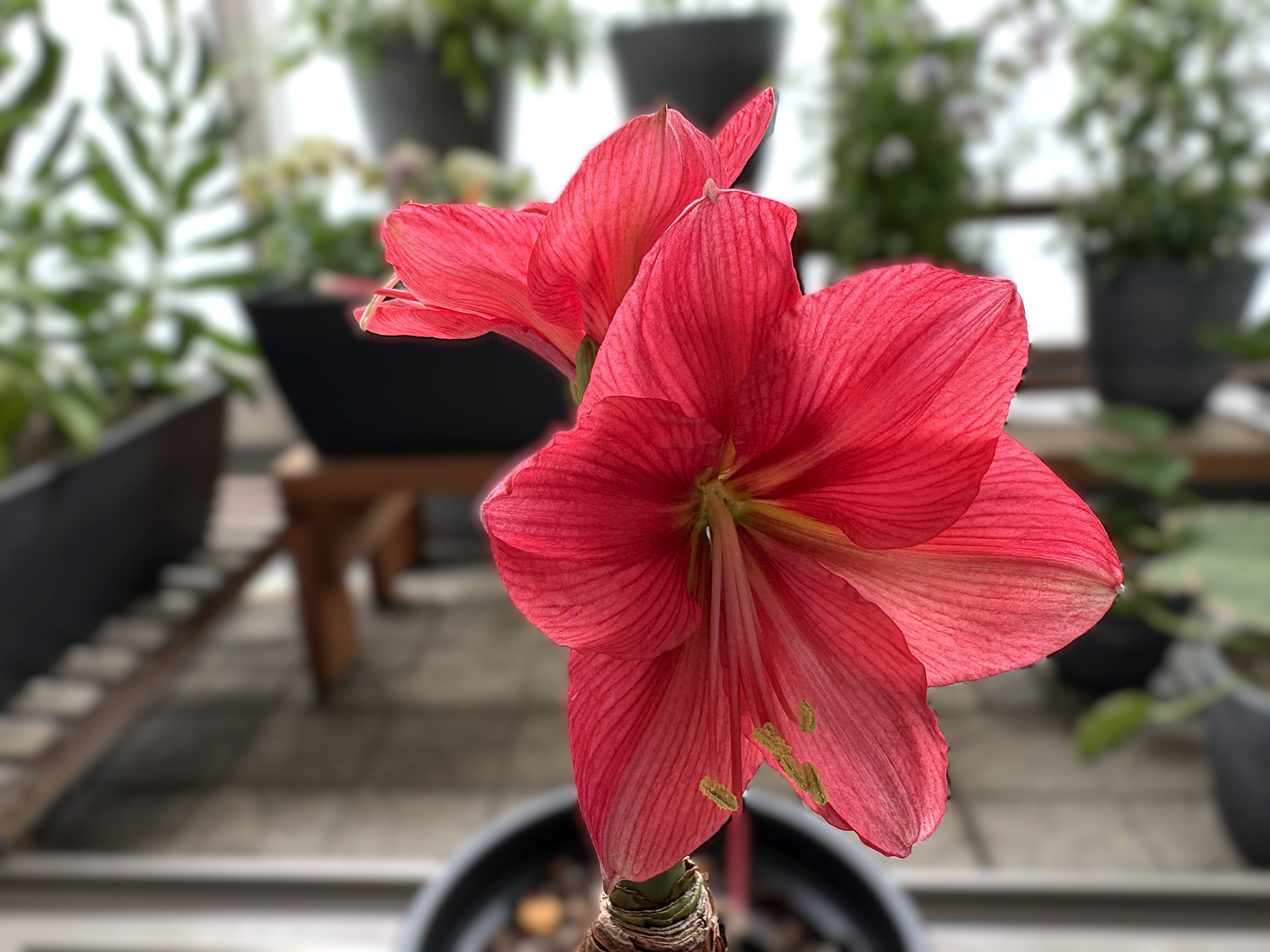 アマリリス(ヒッペアストラム)｜室内でインパクト大に咲きました💐｜ラムネ