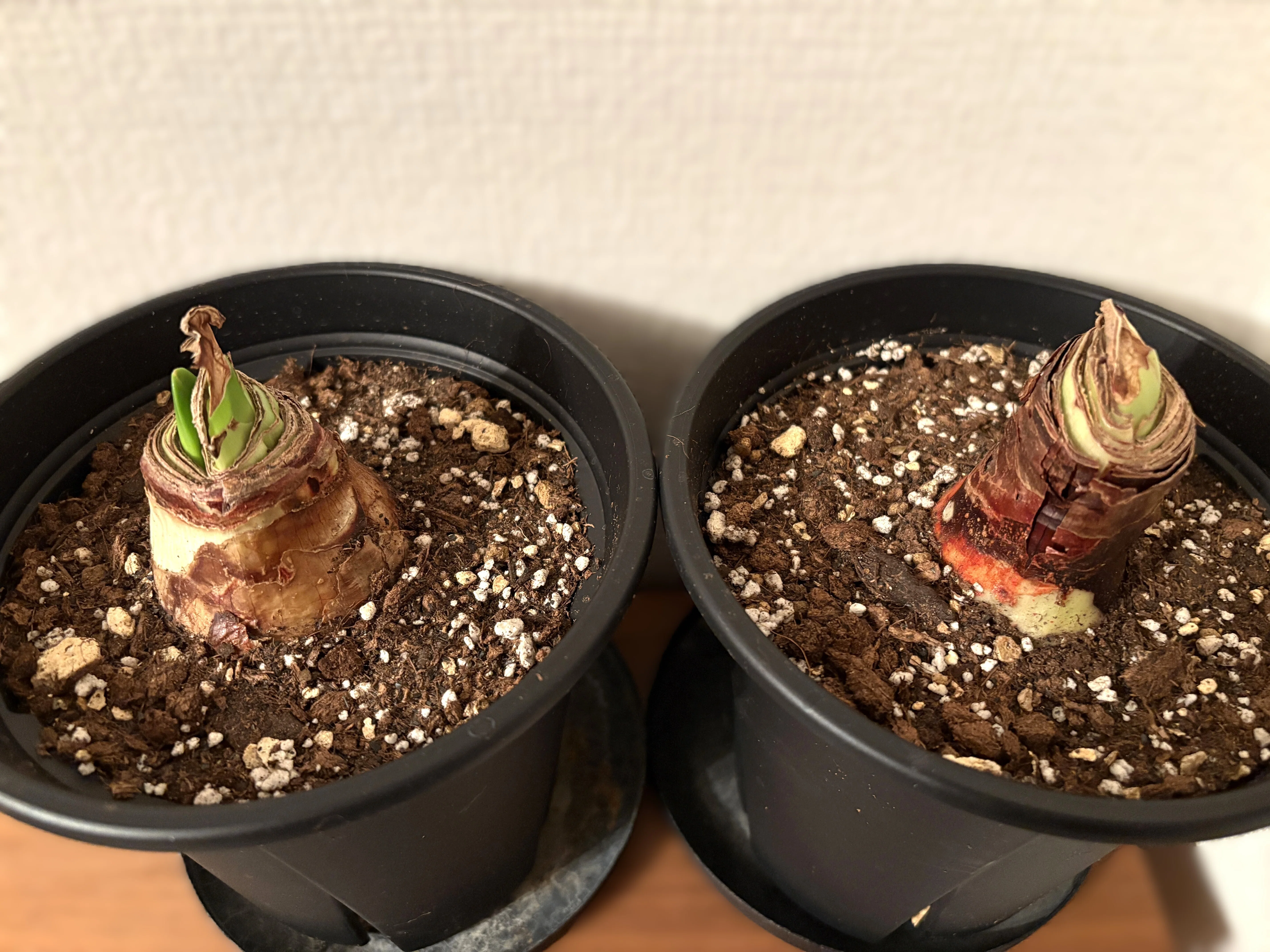 アマリリス(ヒッペアストラム)｜室内でインパクト大に咲きました💐｜ラムネ
