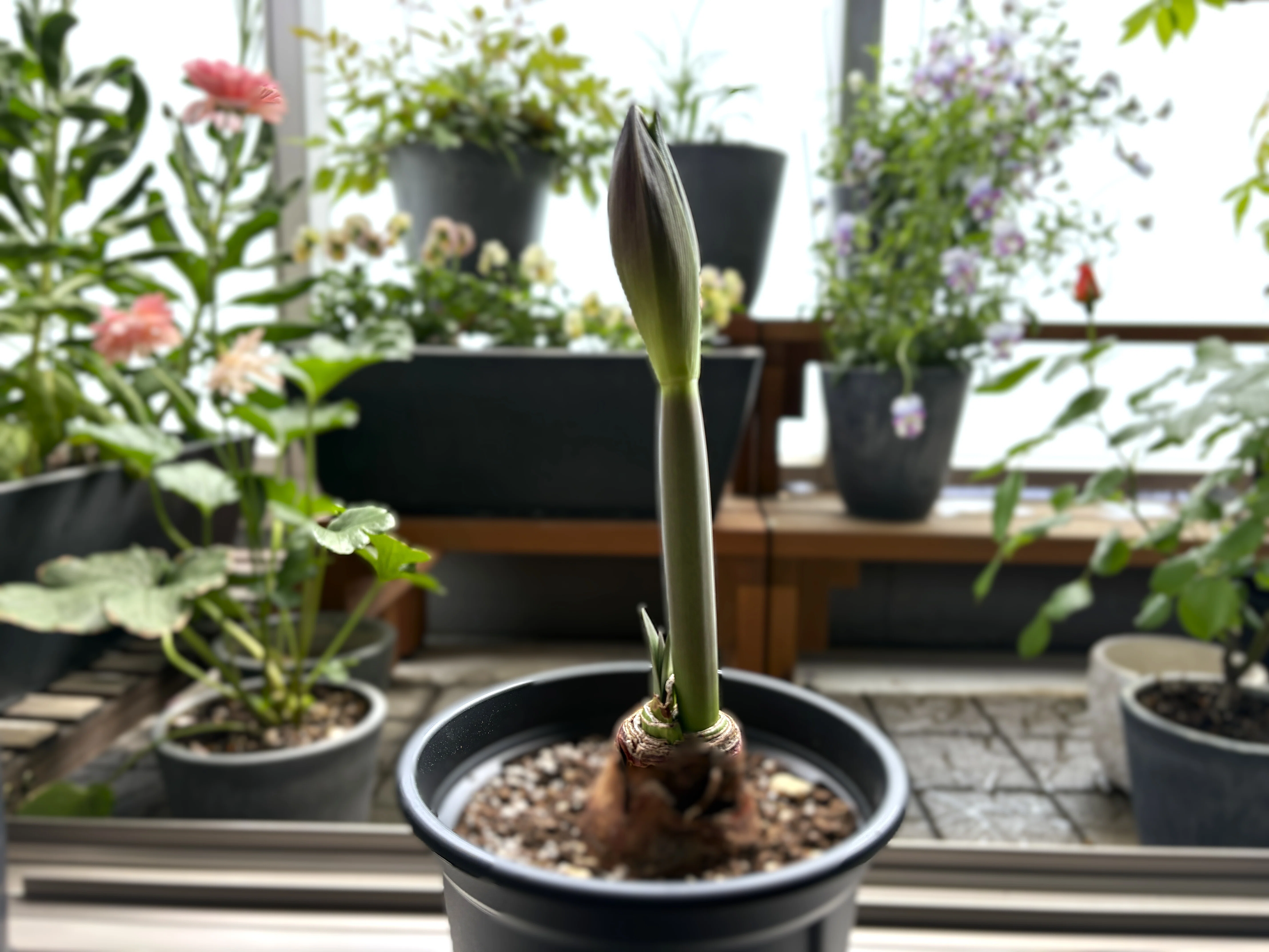 アマリリス(ヒッペアストラム)｜室内でインパクト大に咲きました💐｜ラムネ