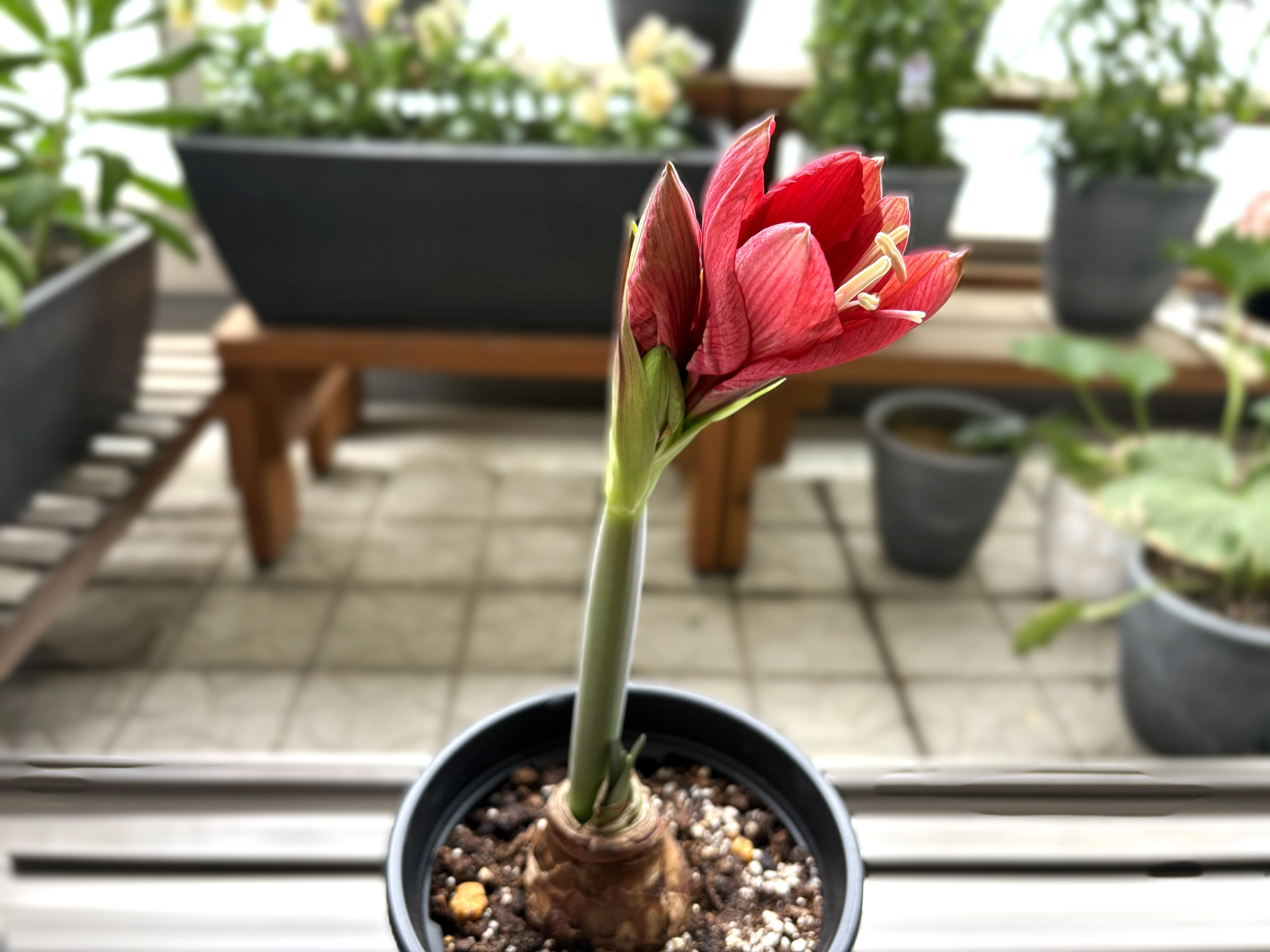 アマリリス(ヒッペアストラム)｜室内でインパクト大に咲きました💐｜ラムネ