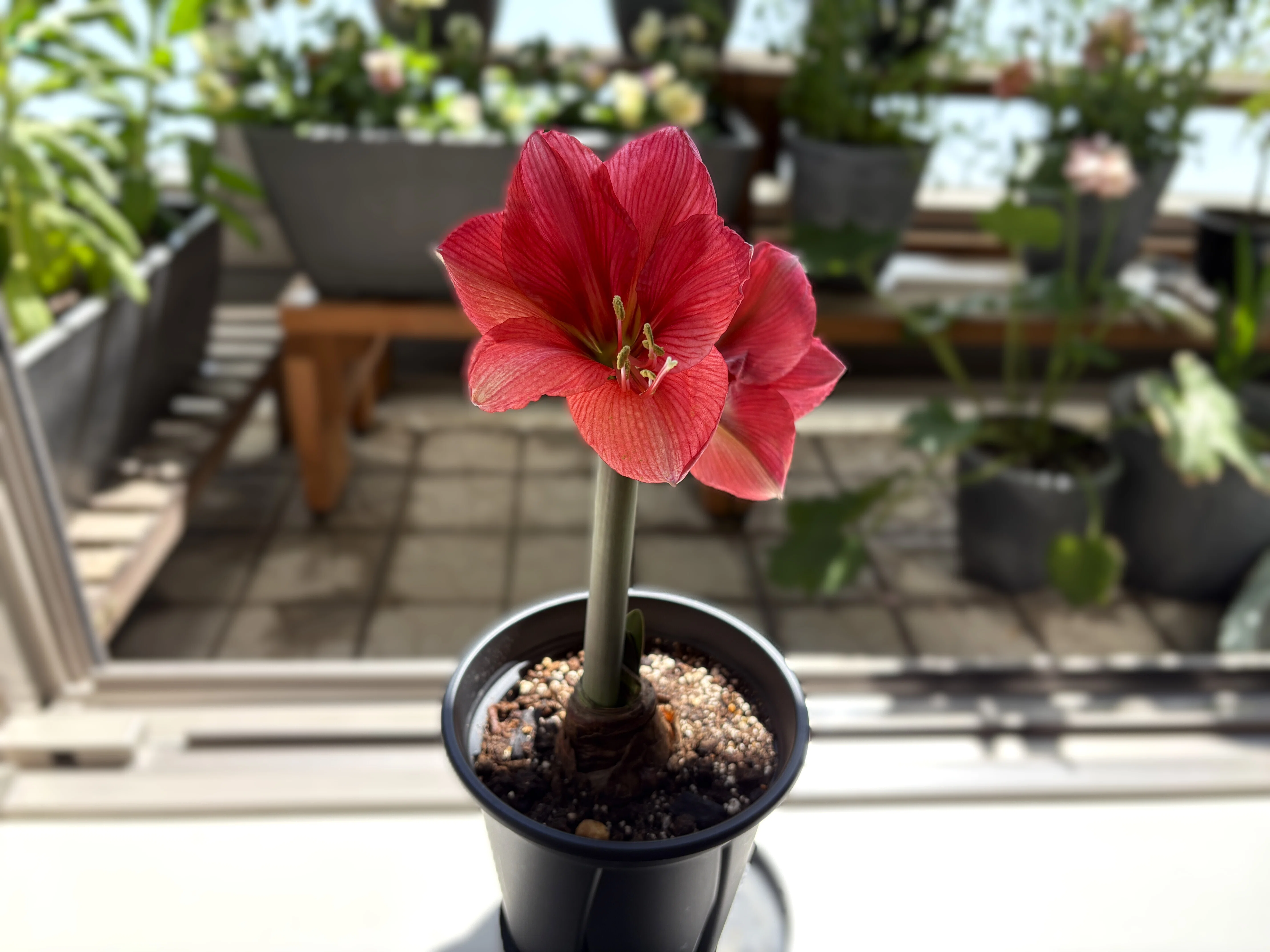 アマリリス(ヒッペアストラム)｜室内でインパクト大に咲きました💐｜ラムネ