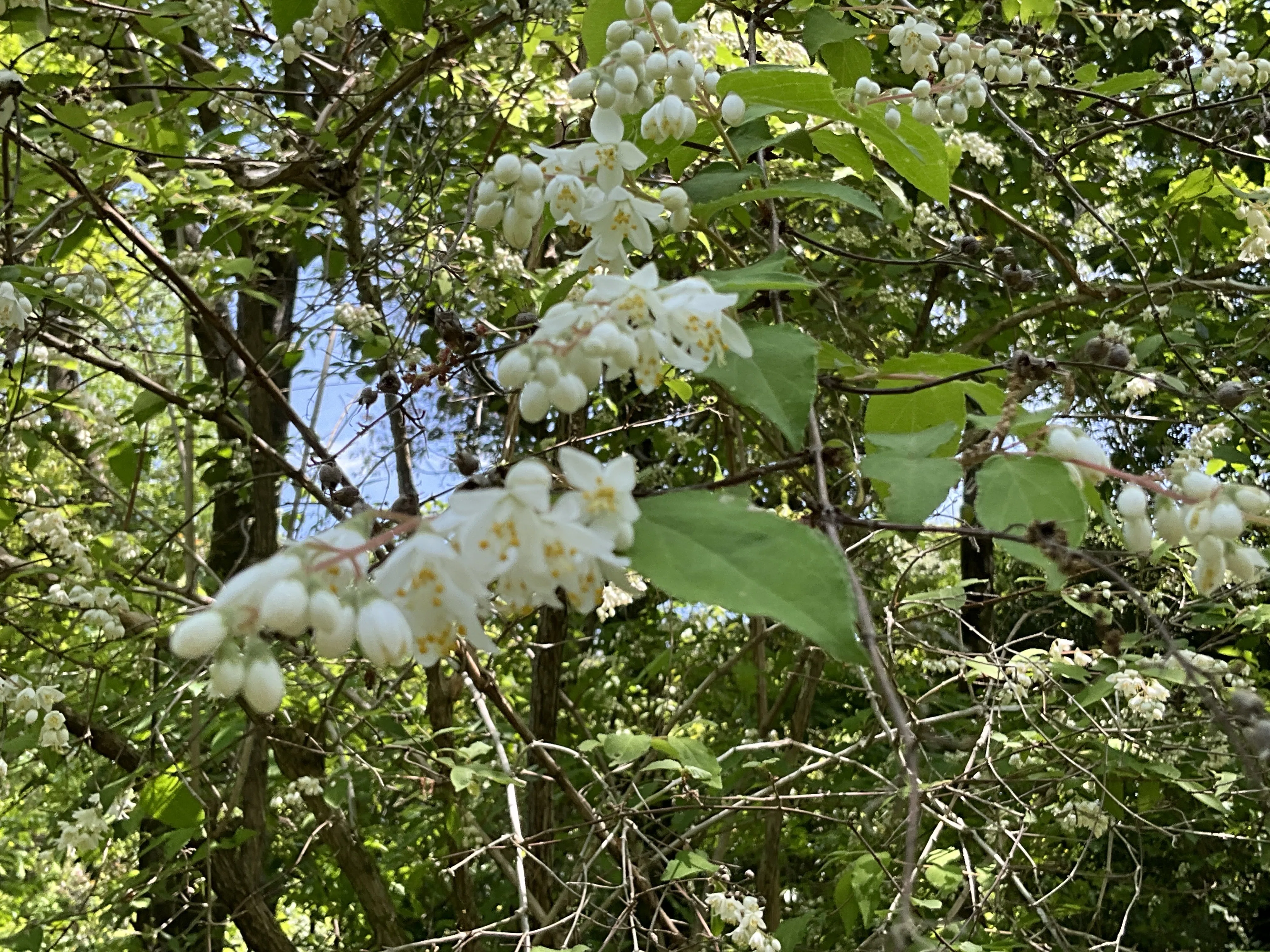 Deutzia (Kyoto Botanical Gardens): May 2, 2026 (Sat)｜藤井秀昭
