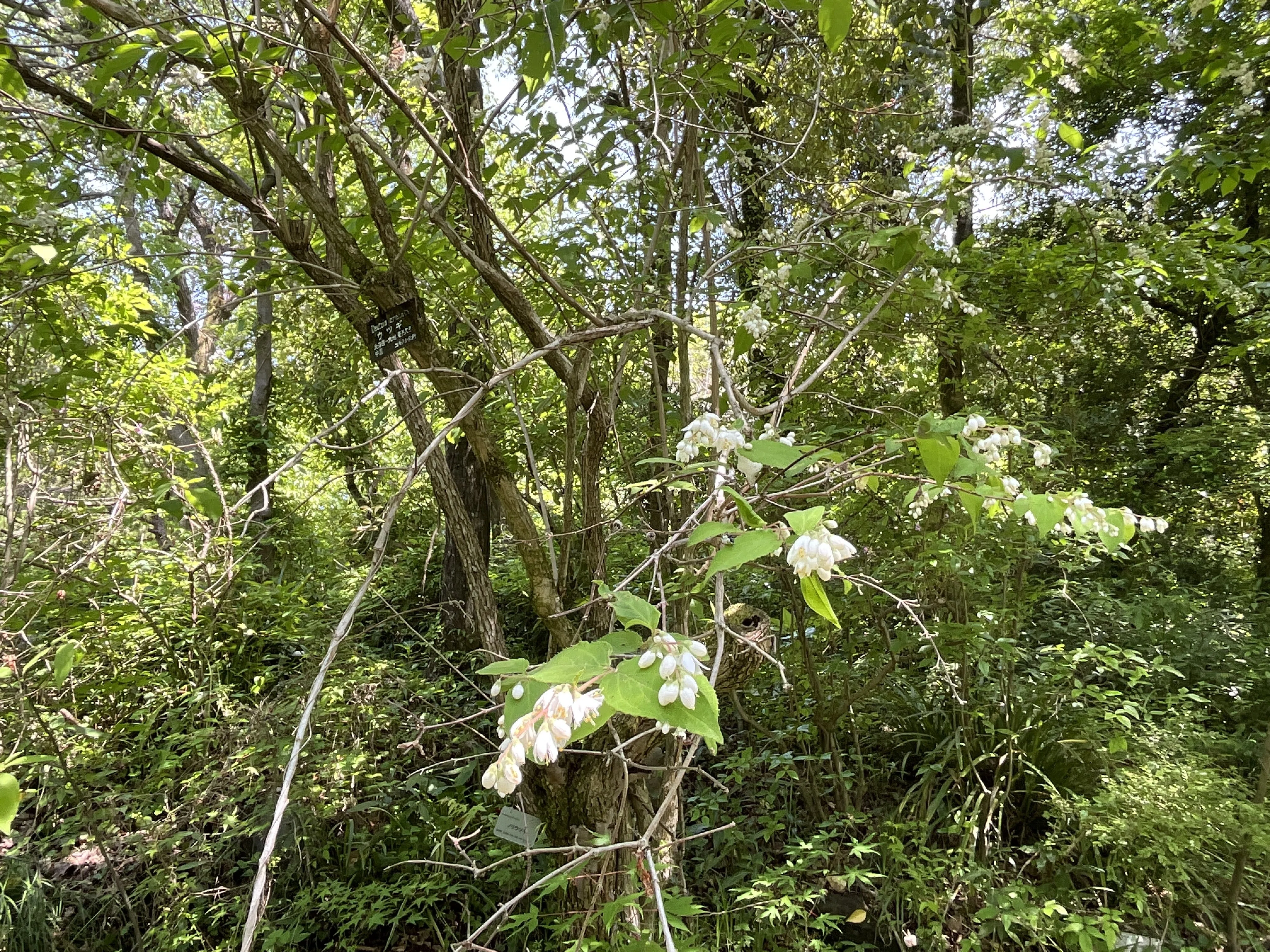 Deutzia (Kyoto Botanical Gardens): May 2, 2026 (Sat)｜藤井秀昭