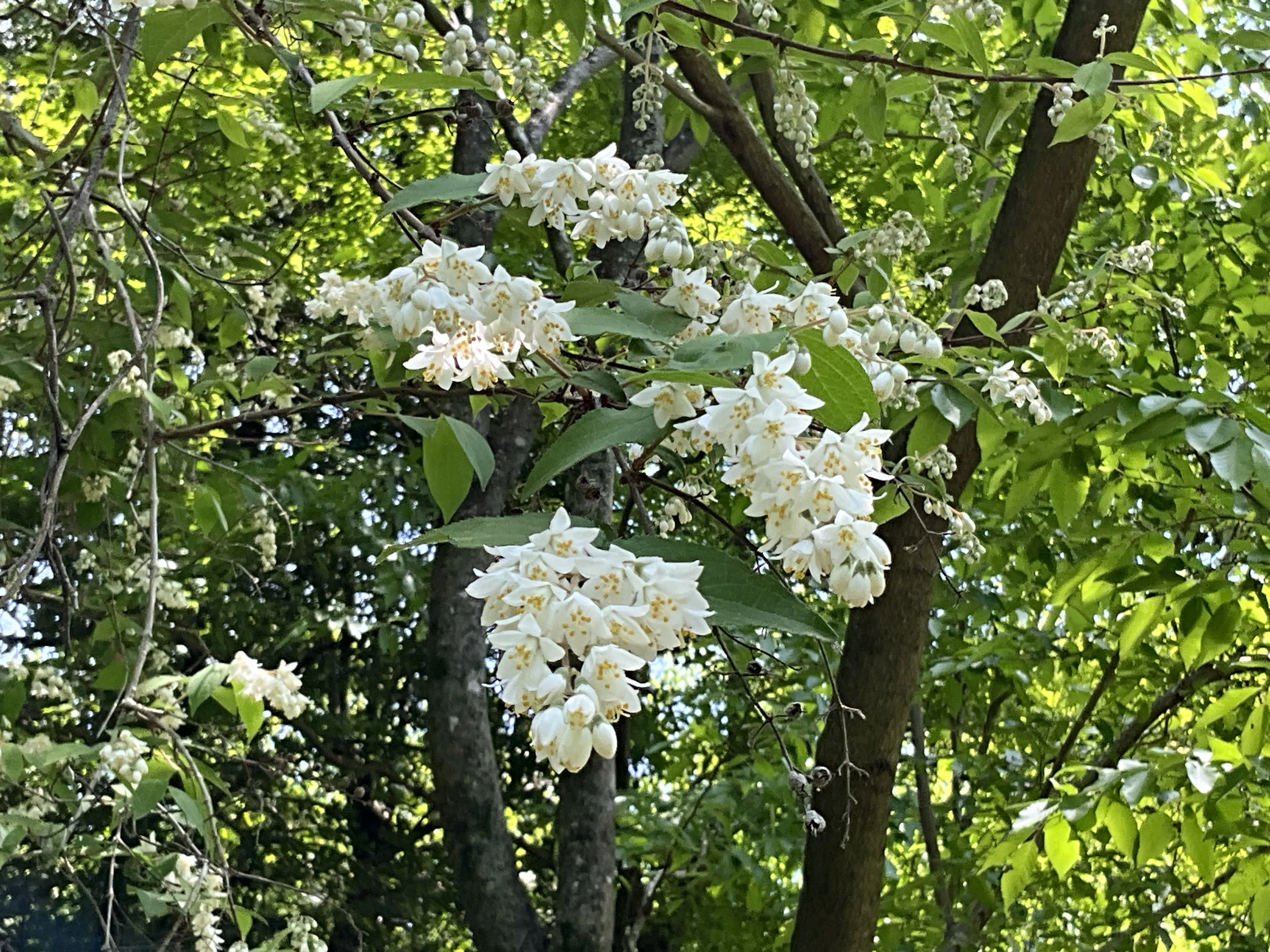 ceratostema doucettei 2 大株 Deutzia (Kyoto Botanical Gardens