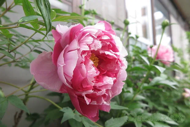 牡丹咲くその2｜極楽鳥花植物園