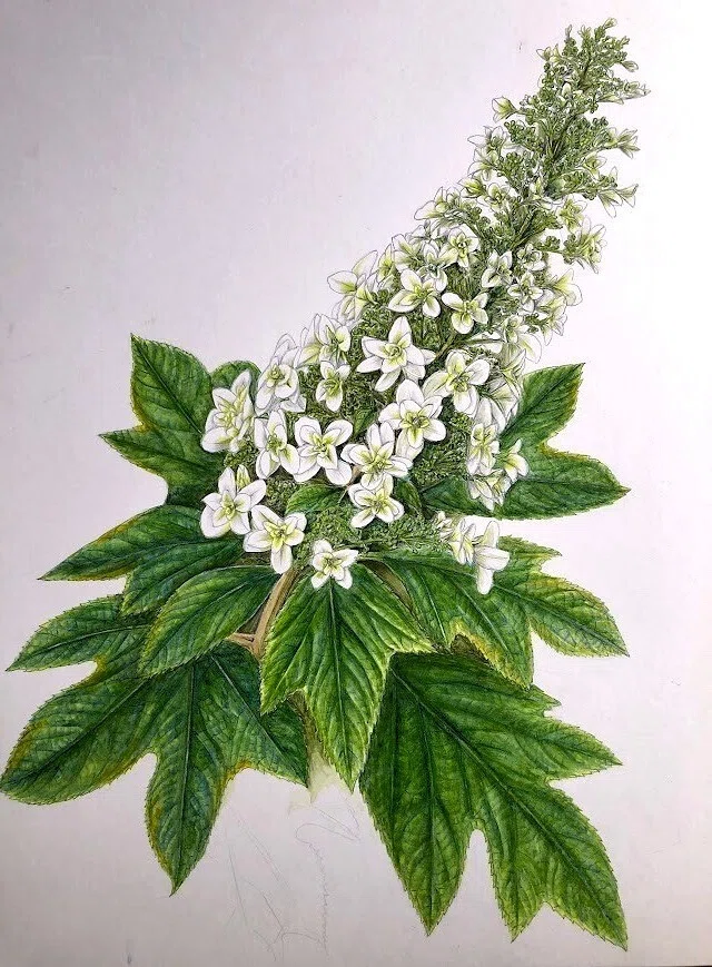 緑系 立体 花柄　アクリルアート テクスチャーアート ボタニカル 緑の花柄 植物画・ボタニカルアート】紫陽花は色も形もさまざま～④円錐状に咲く