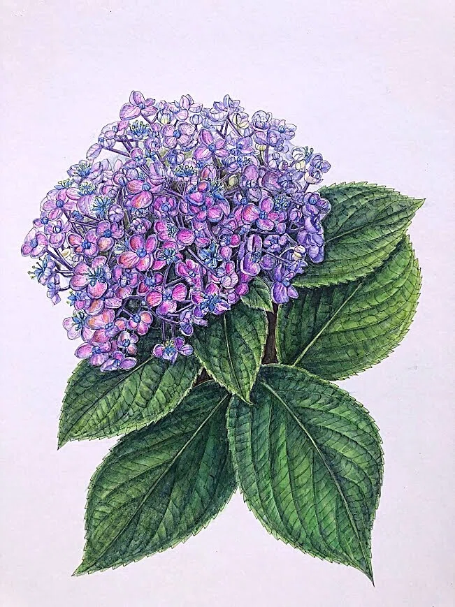 植物画・ボタニカルアート】紫陽花は色も形もさまざま～⑥かわいい