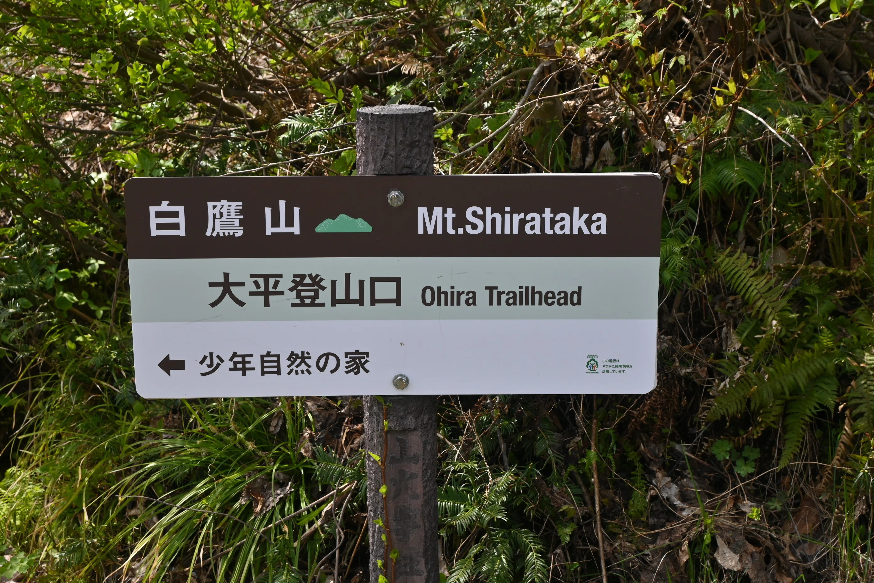 低山花巡り】 サンカヨウがサイタよう(^^)｜郁楓庵・ikufuan