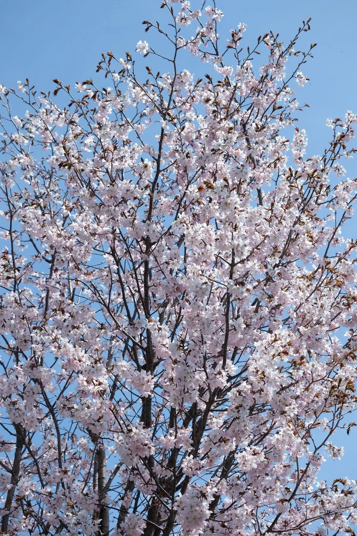 GWに咲く桜 Fujifilm x-t2｜カサゴ