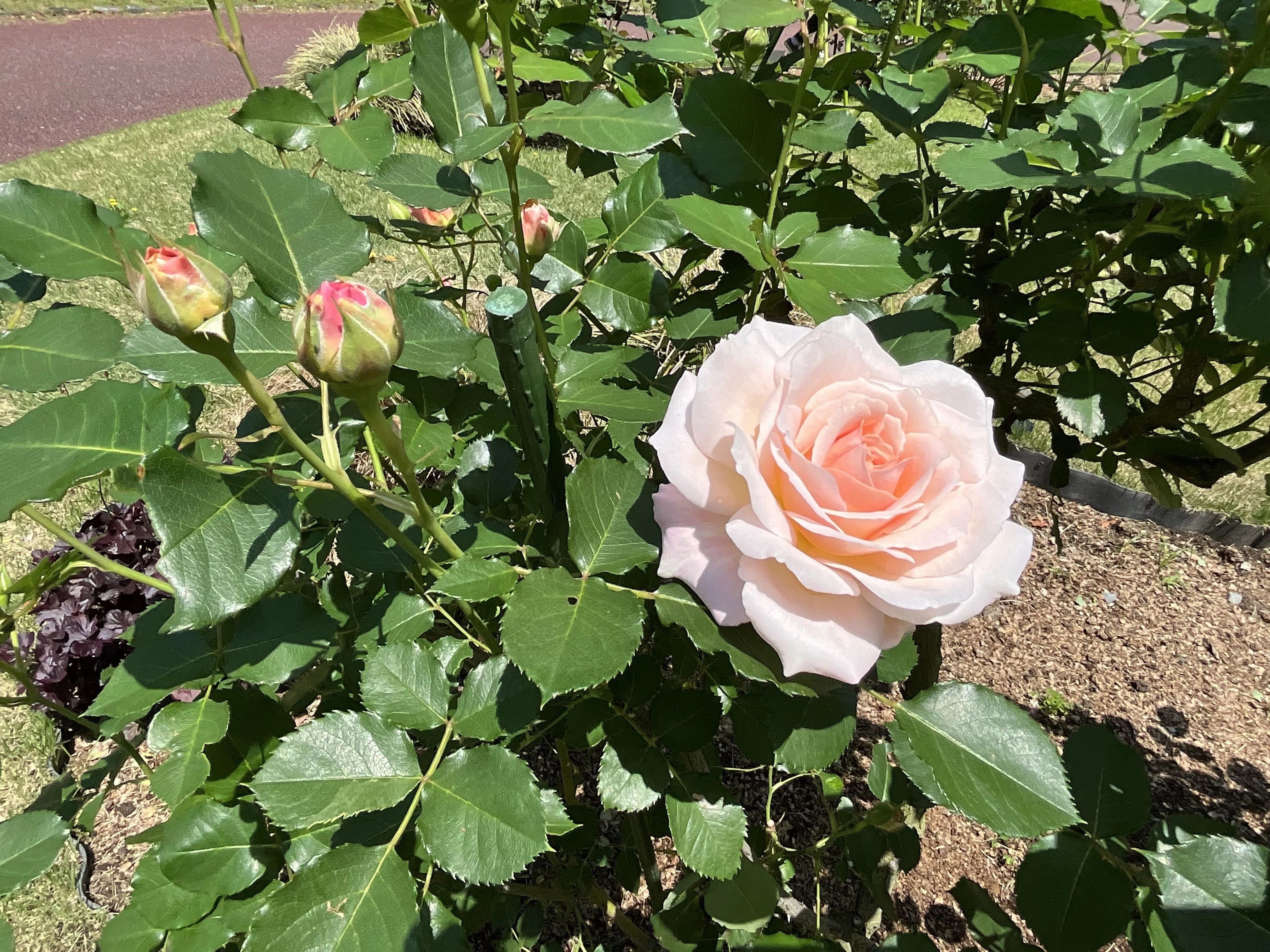 シュシュの春一番花（京都府立植物園）：2026年4月28日（火）｜藤井