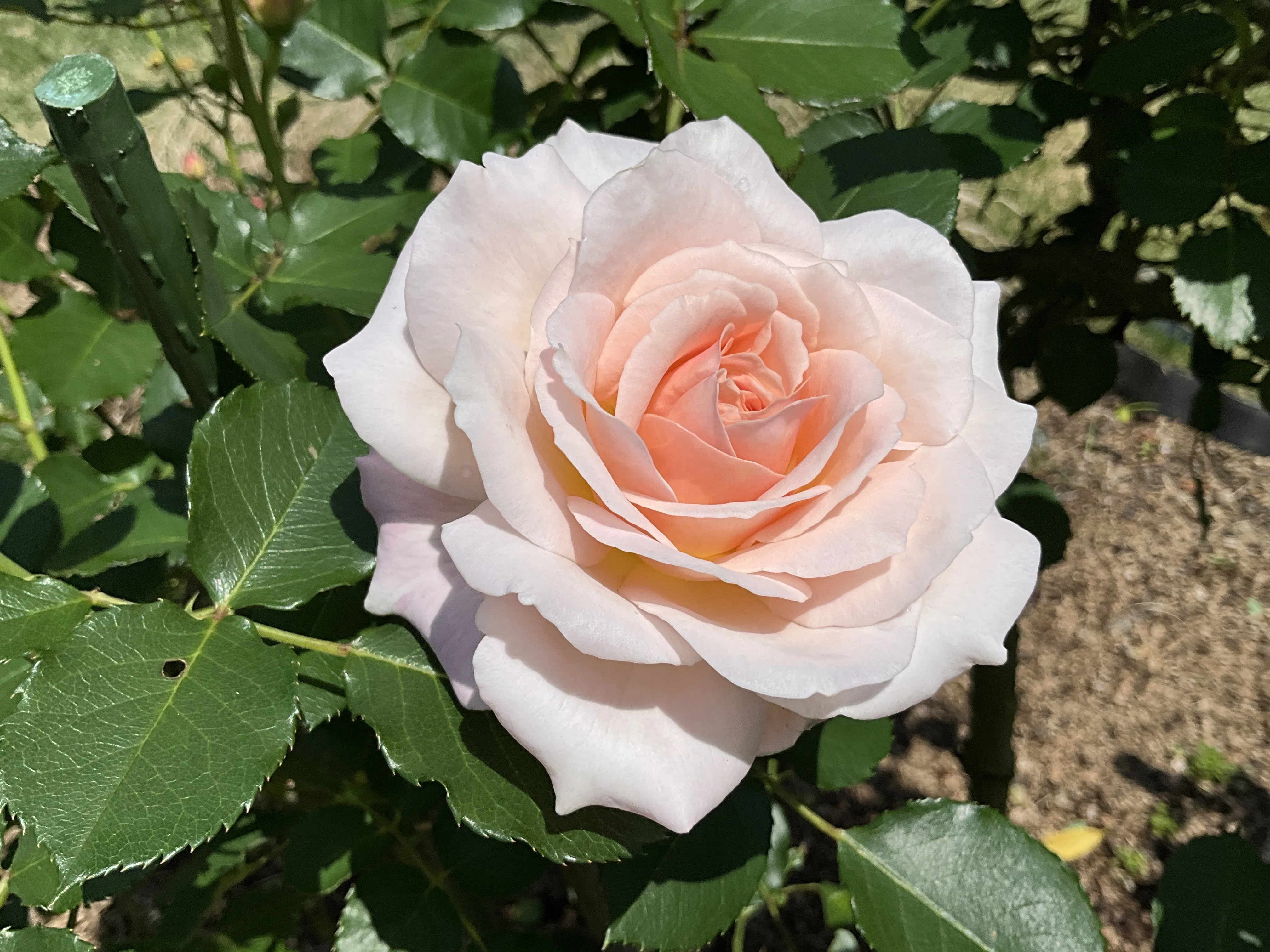 シュシュの春一番花（京都府立植物園）：2026年4月28日（火）｜藤井