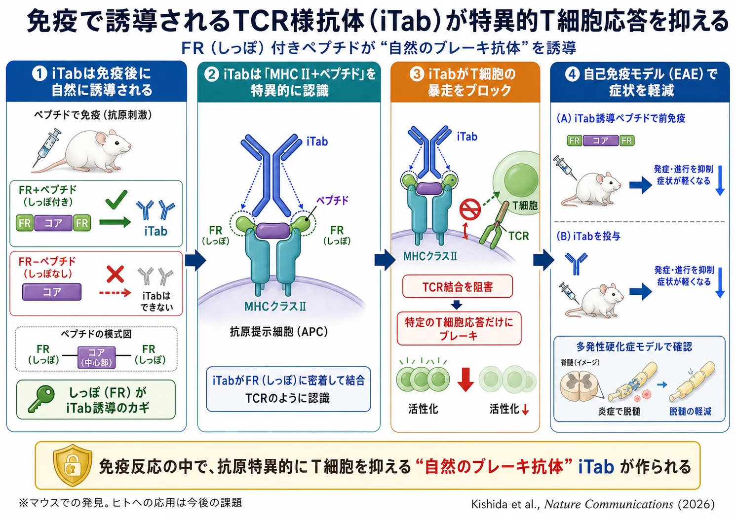 敵を抑えるための抗体」が体の中で勝手にできていた──免疫の新しい