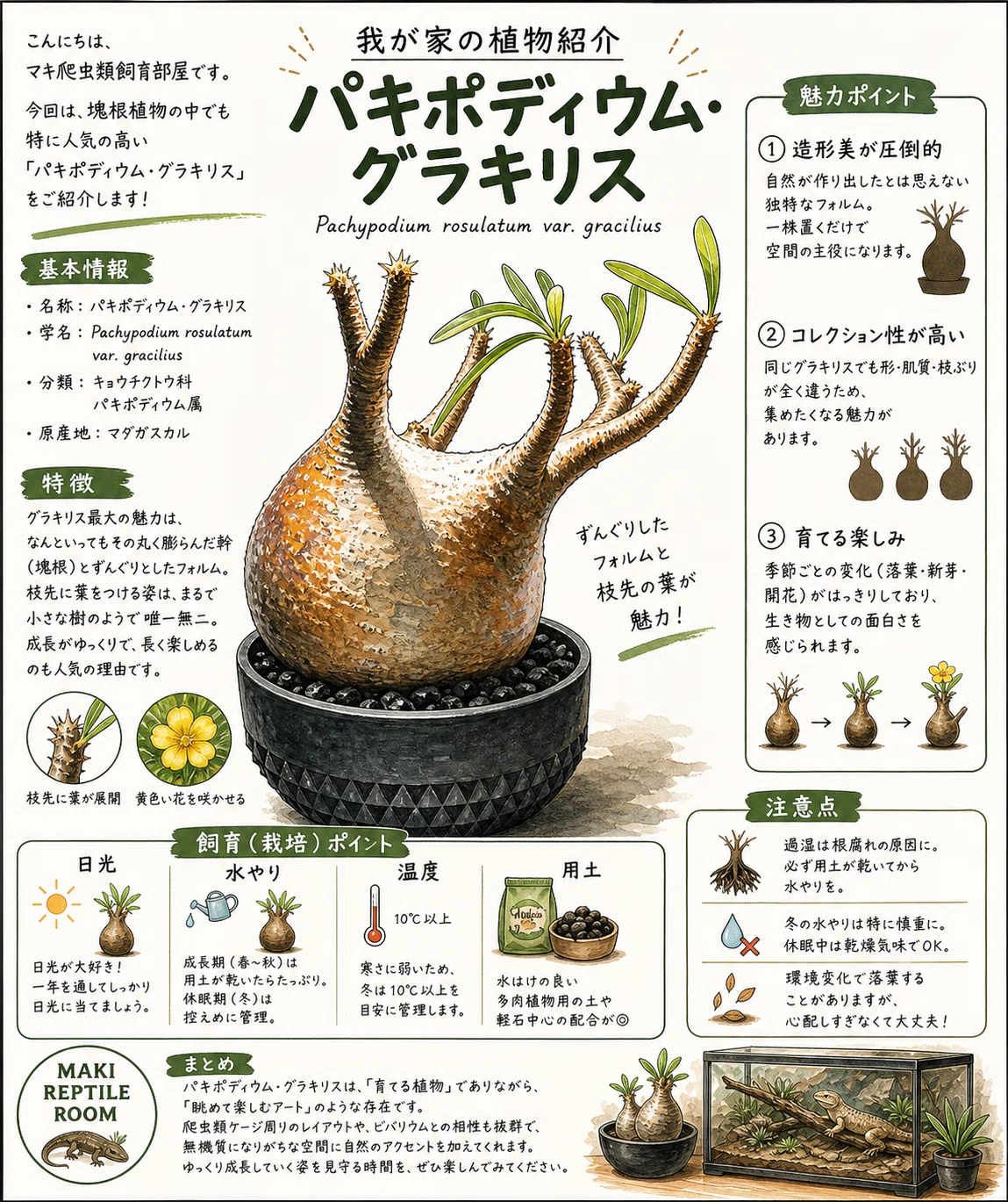 パキポディウムグラキリス(Hagakure Lizard Pot付き) No.11 我が家の飼育生体紹介番外編「パキポディウム・グラキリス