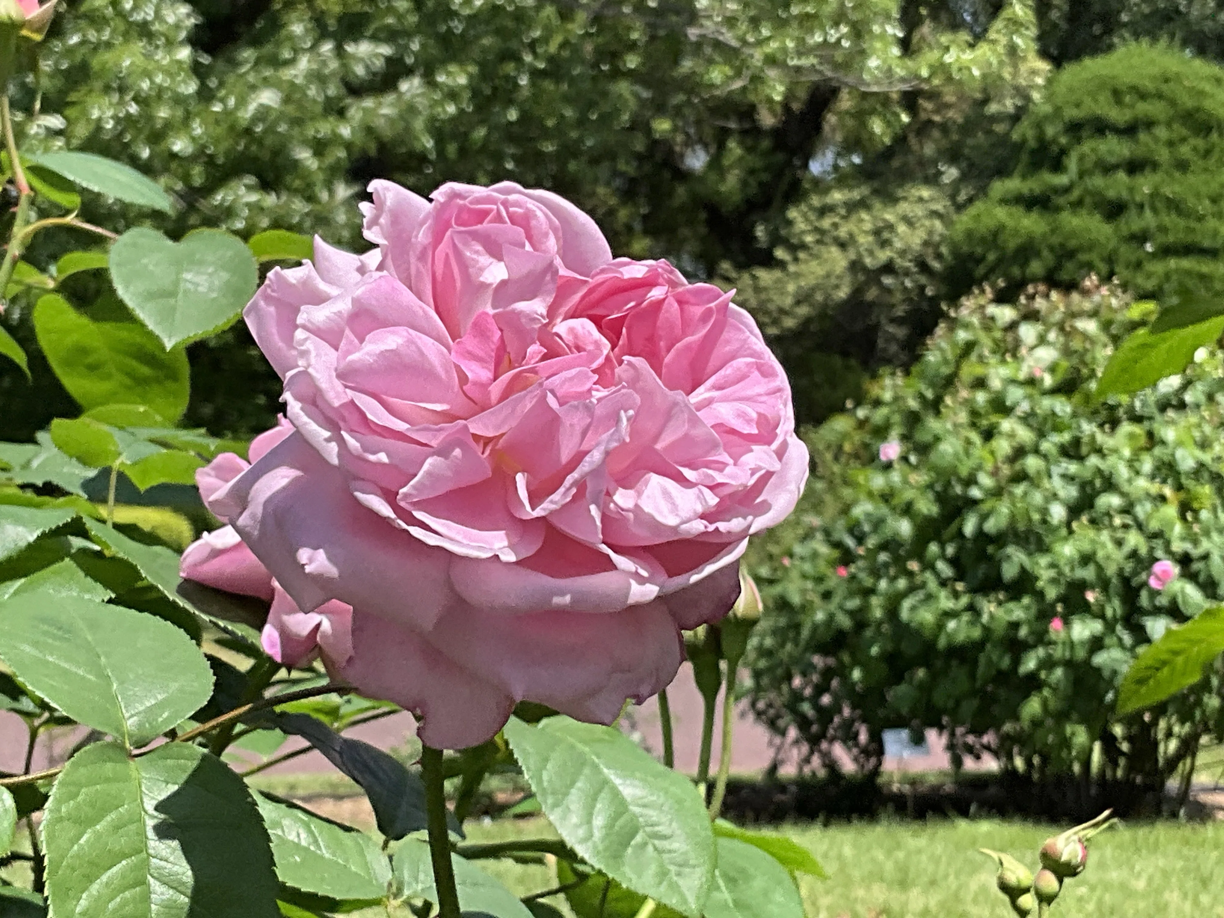 メアリー・ローズ（京都府立植物園）：2026年5月3日（日）｜藤井秀昭