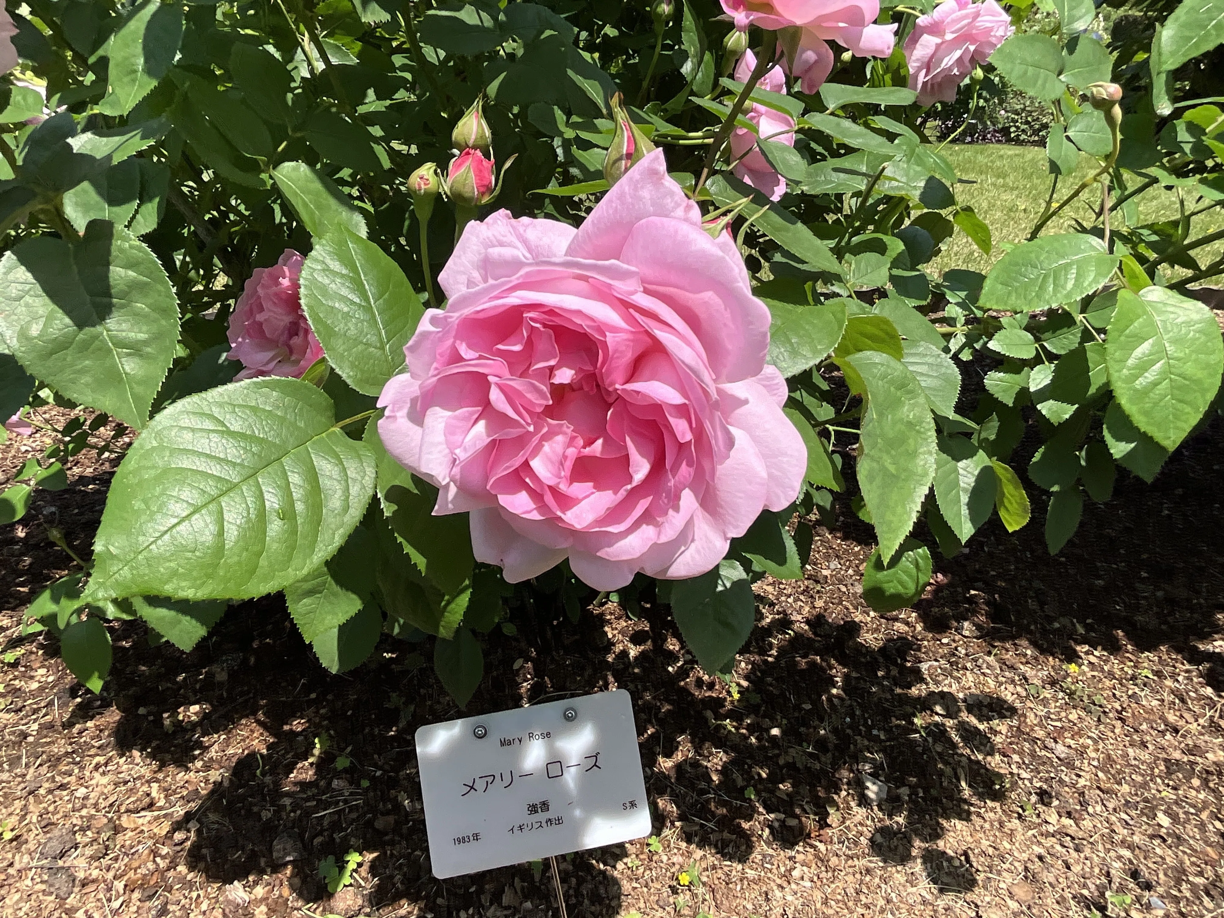 メアリー・ローズ（京都府立植物園）：2026年5月3日（日）｜藤井秀昭