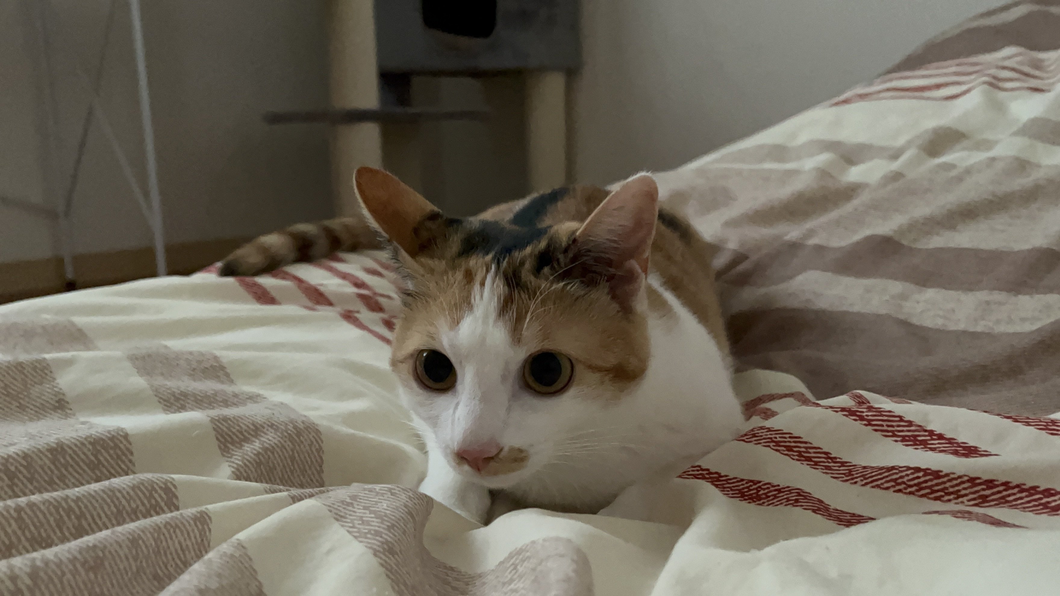 猫ちゃん様 かわいい猫ちゃん集合！鉢にスッポリ、逆さに穴にハマる、お手本のよう