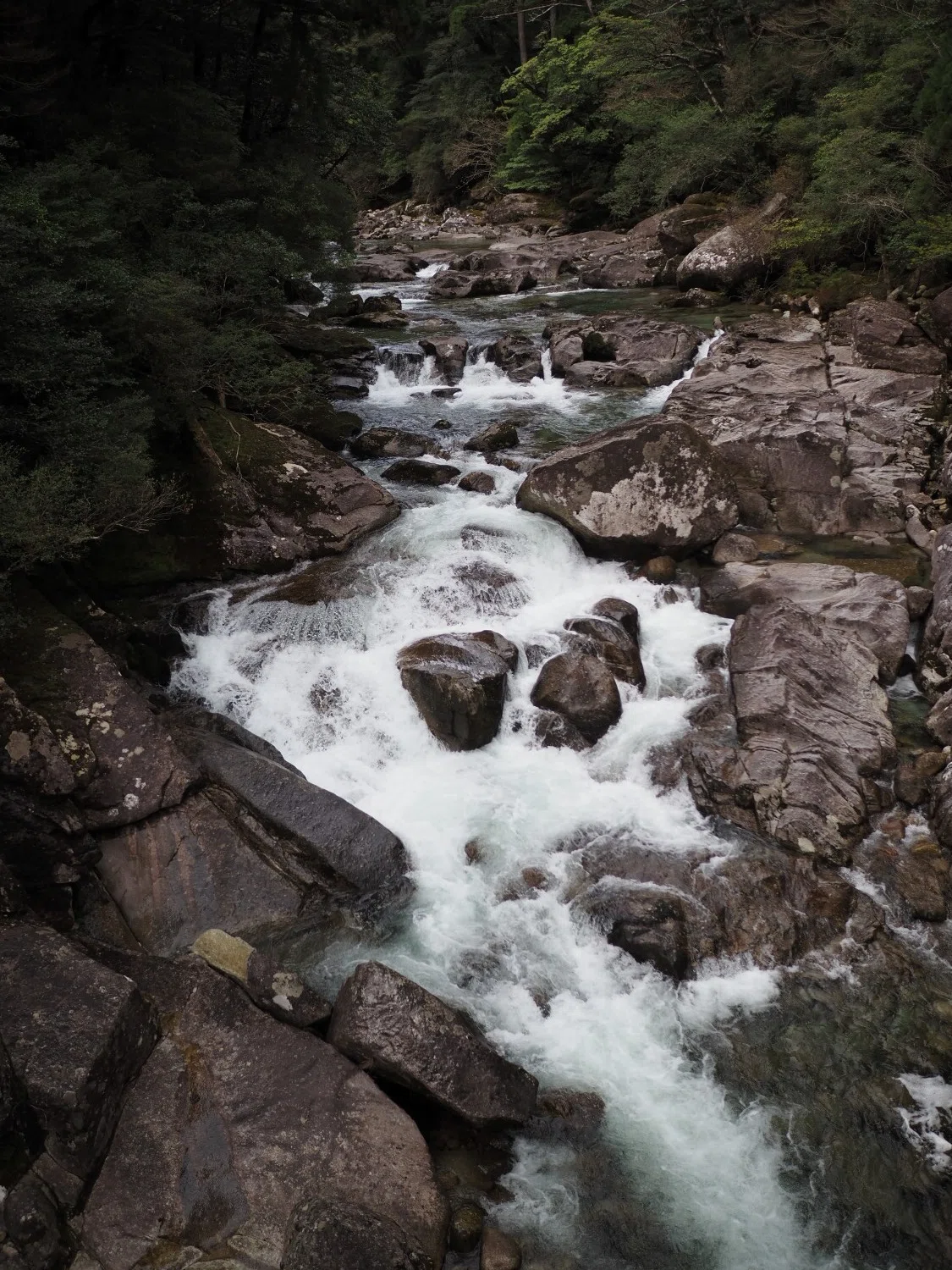 4月前半、屋久島で撮った色々な写真をピックアップ！｜カメラはOLYMPUS