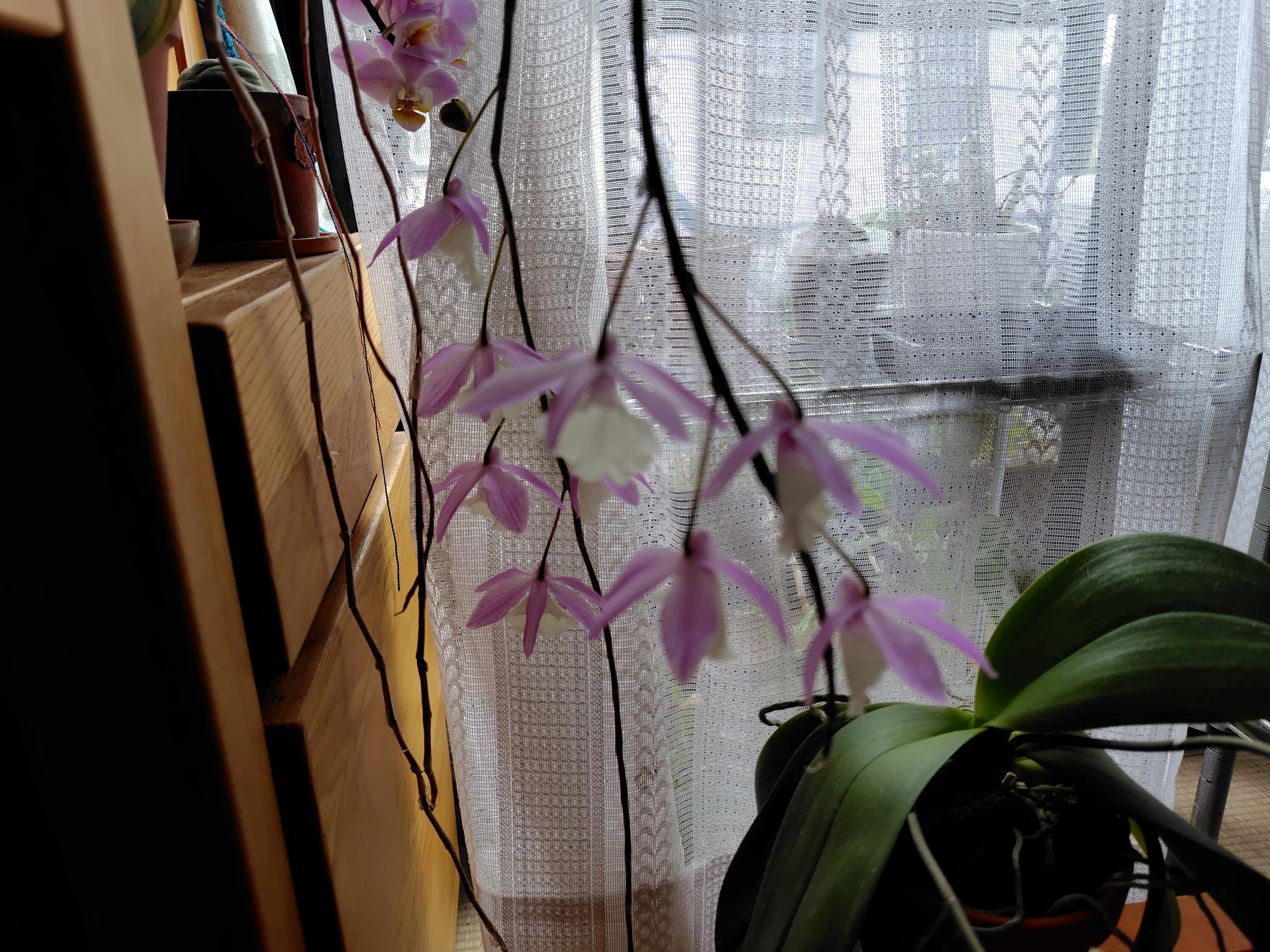 薄紫の多花性蘭 あさ出品 花瓶・フラワースタンド