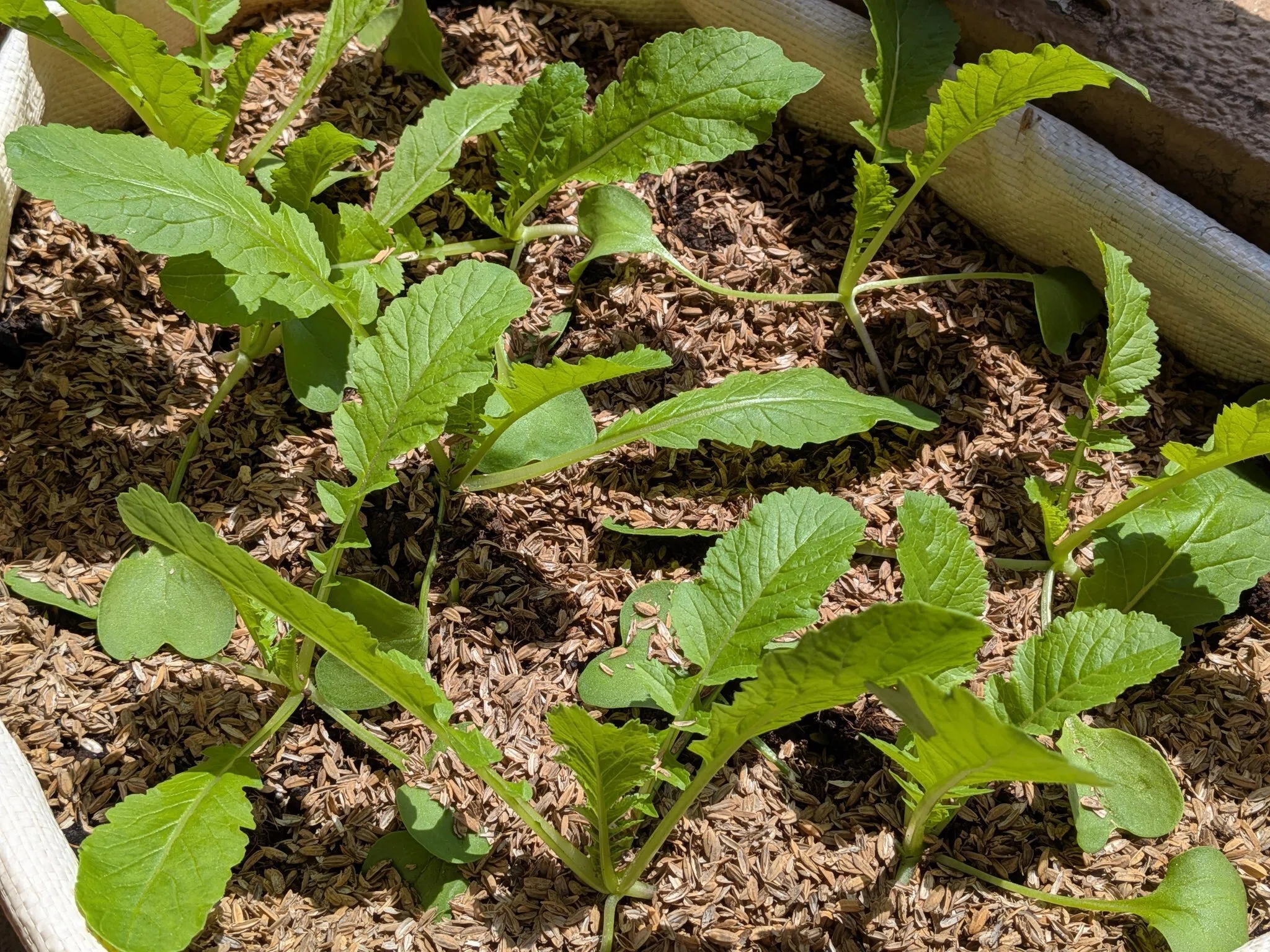 家庭菜園】堆肥でマルチング｜Az