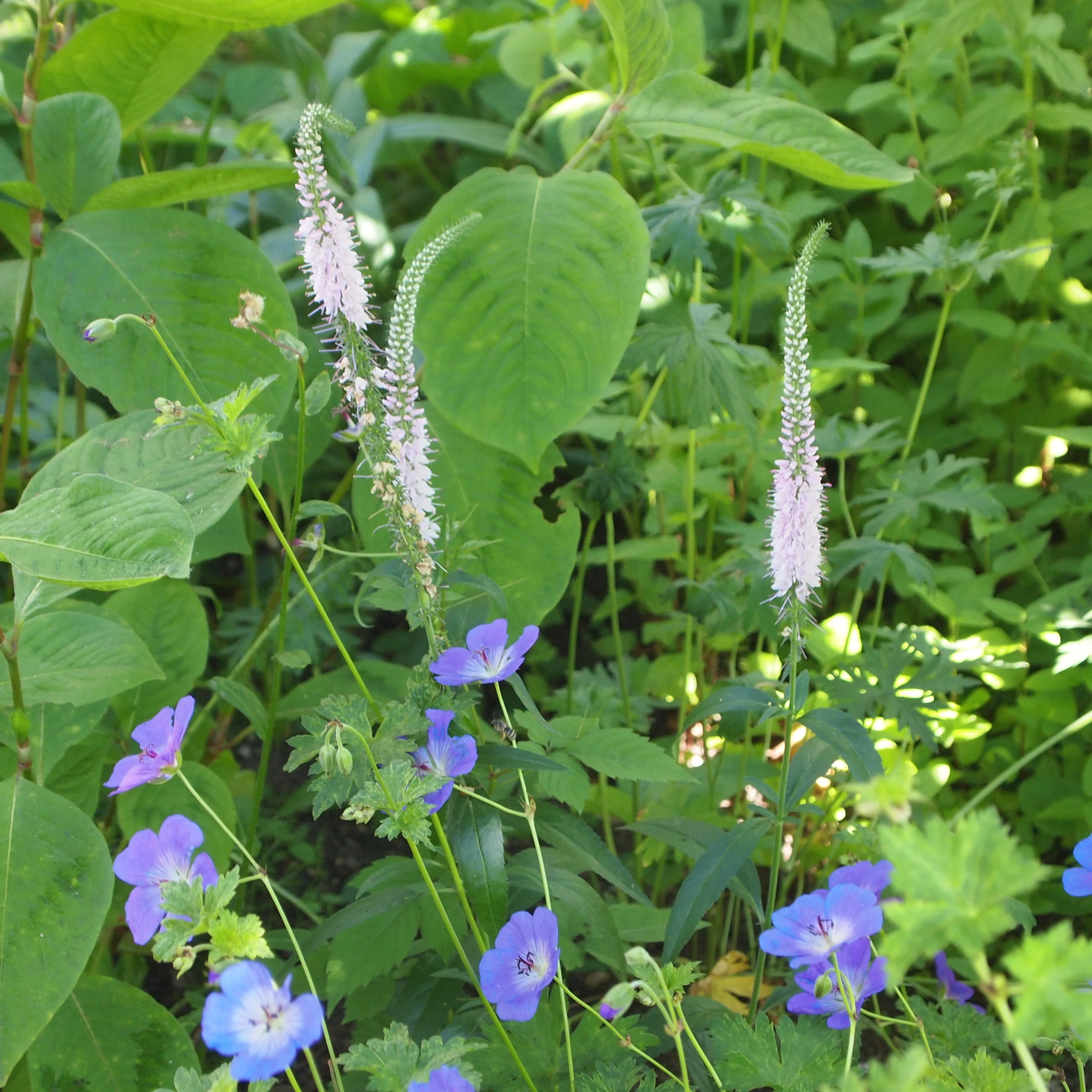 背の低いゲラニウムと、背の高いゲラニウム。｜sola og planta 作業日誌