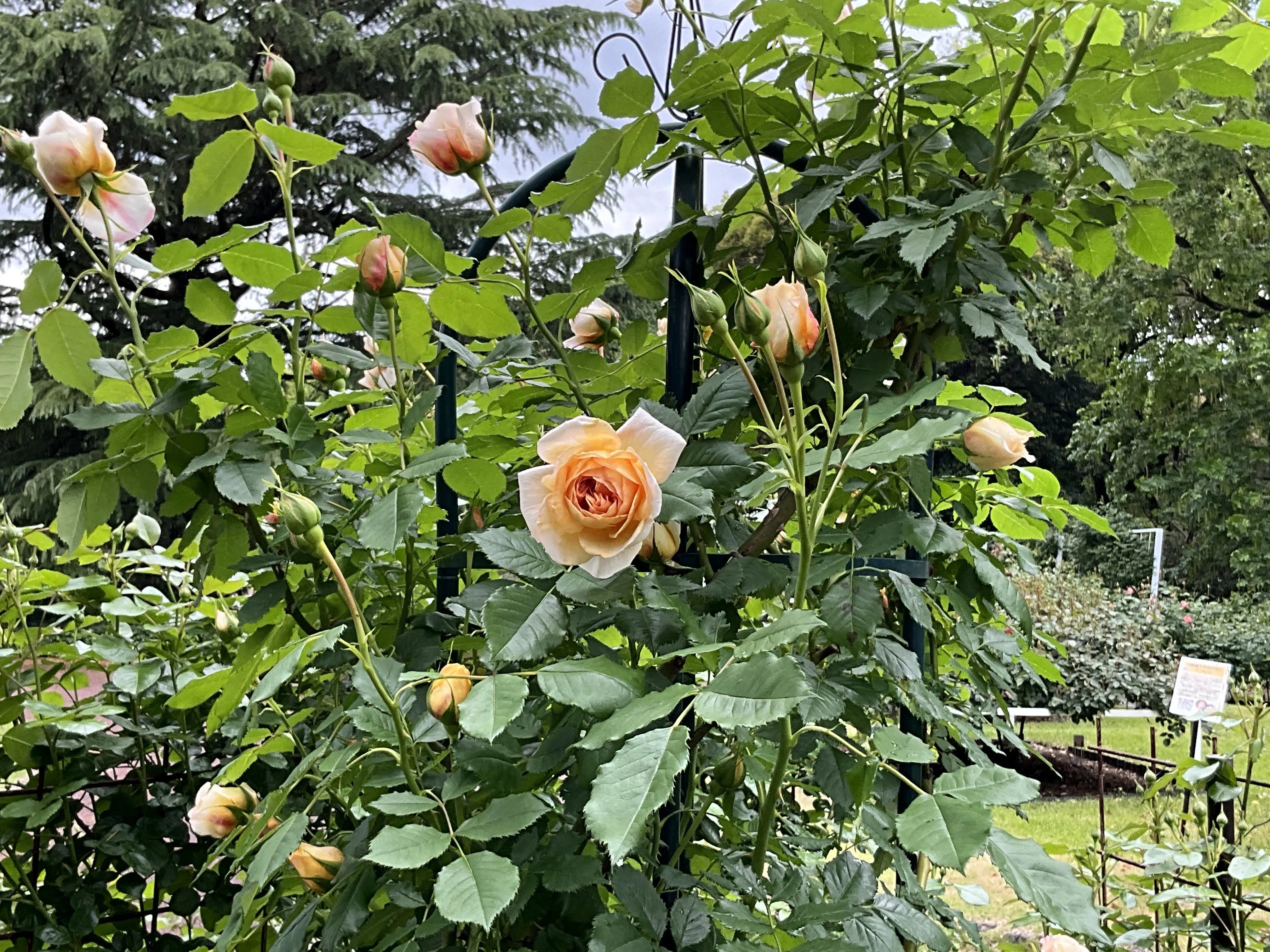 ラ・ベル・ポー（京都府立植物園）：2026年5月3日（日）｜藤井秀昭