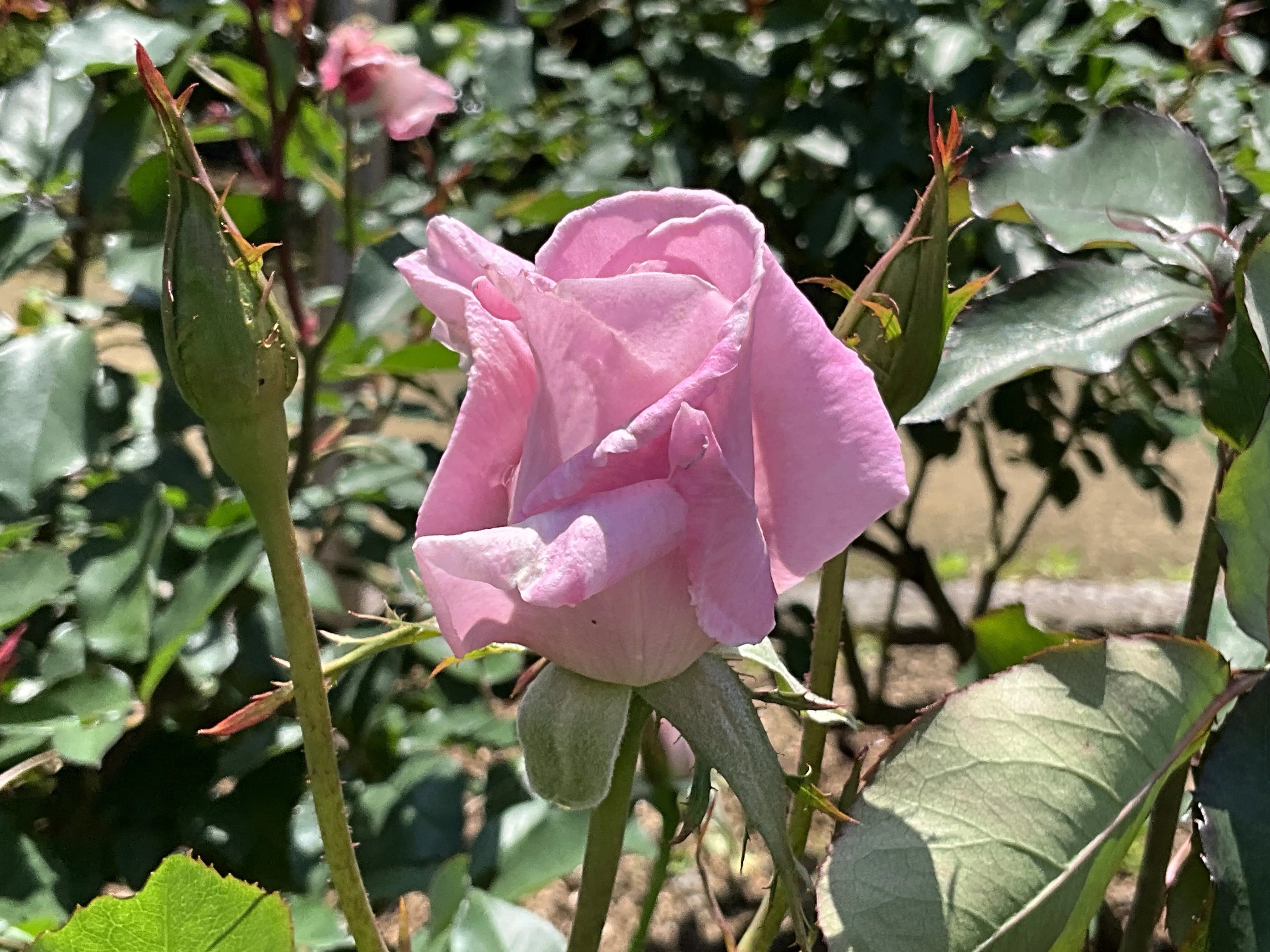 桜貝（京都府立植物園）：2026年5月3日（日）｜藤井秀昭（『京都居候