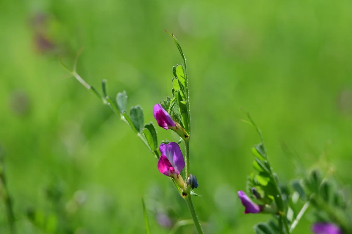 レンズ沼の歩き方」 AF Zoom-Micro Nikkor ED 70-180mm F4.5-5.6D