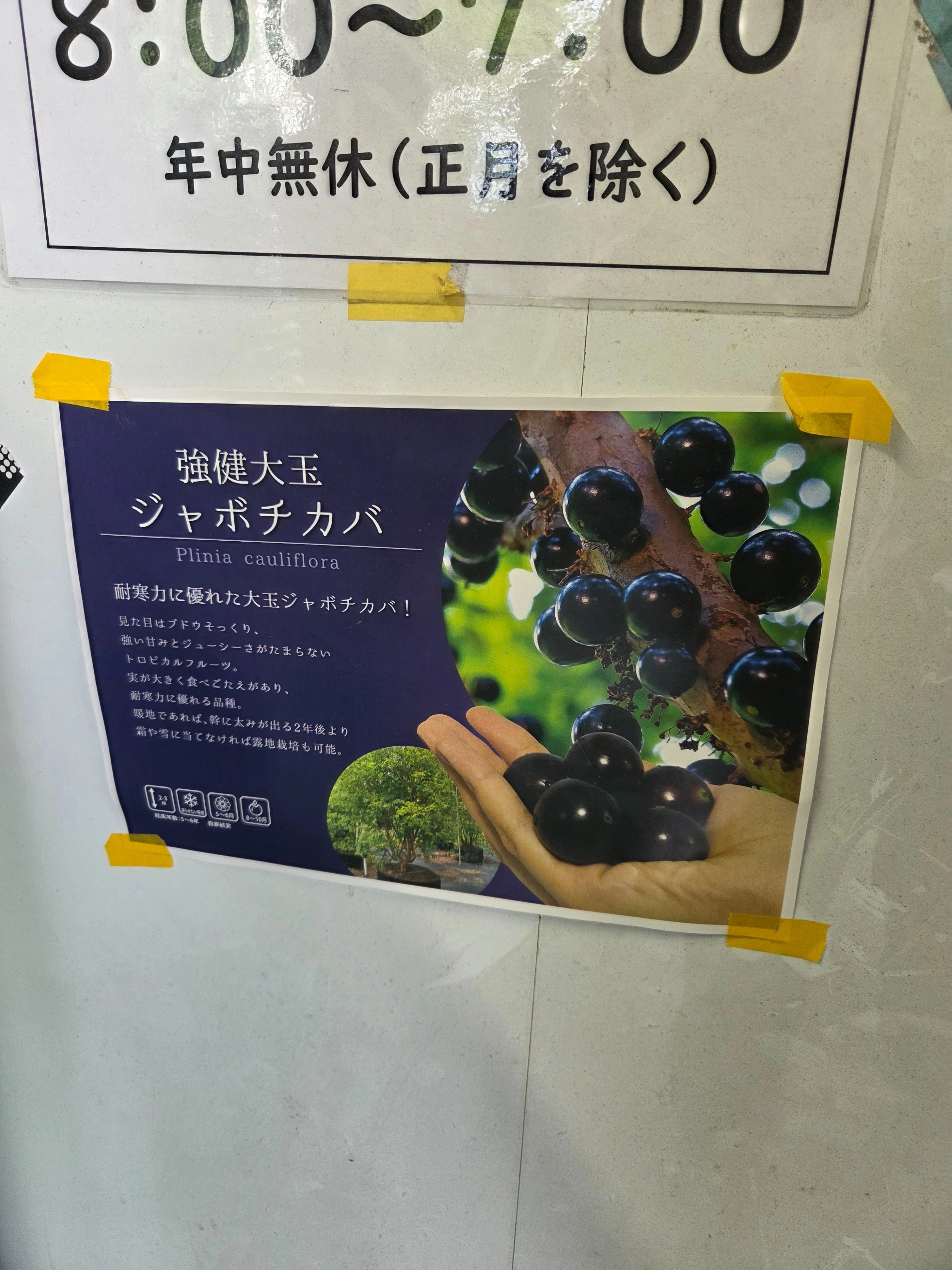 t*.様 ジャボチカバ 毎年沢山の実がなります t*.様 ジャボチカバ 毎年沢山の実がなります | ヤマダウェブコム