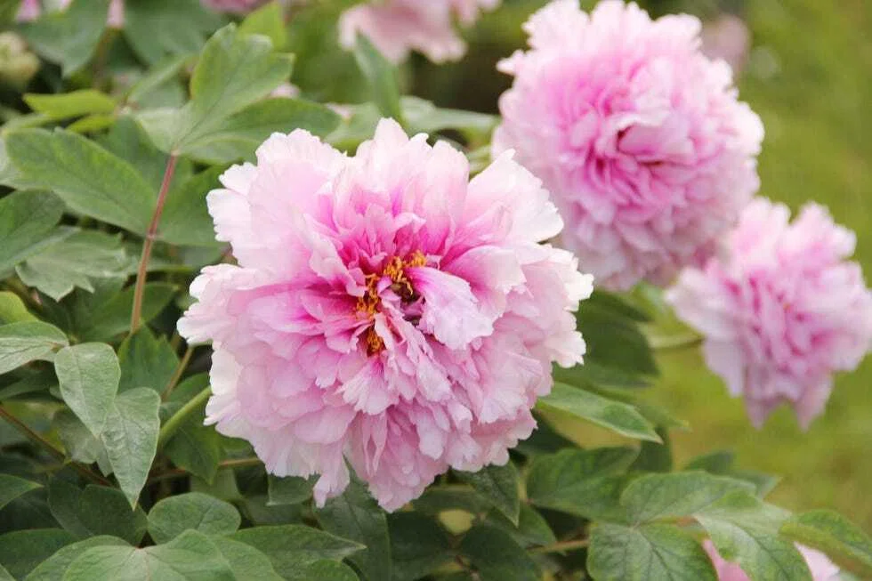 牡丹｜warmnoel