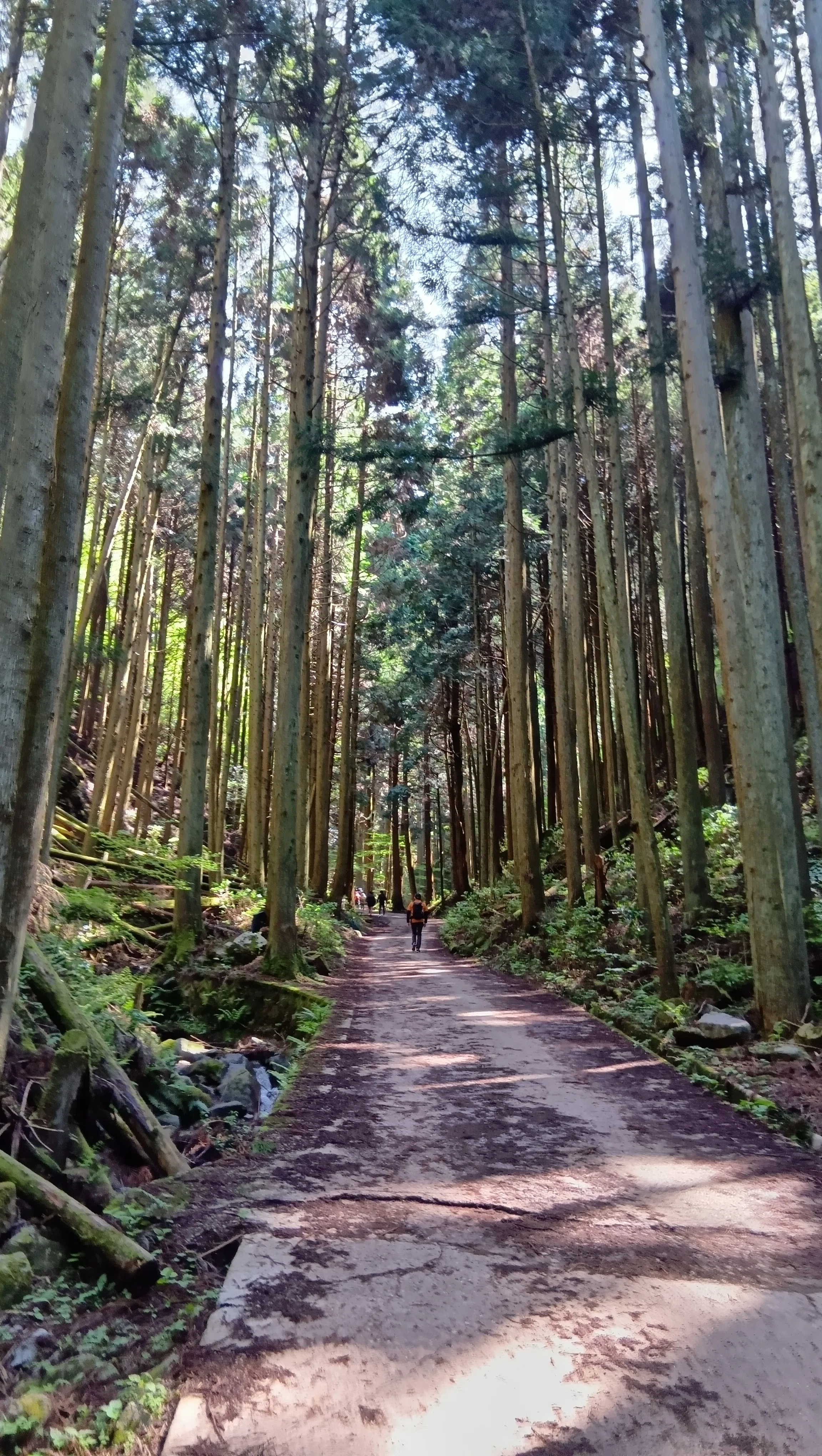 低山ハイク｜金剛山。文殊中尾根ルート〜郵便道〜高天彦神社〜♨️かも