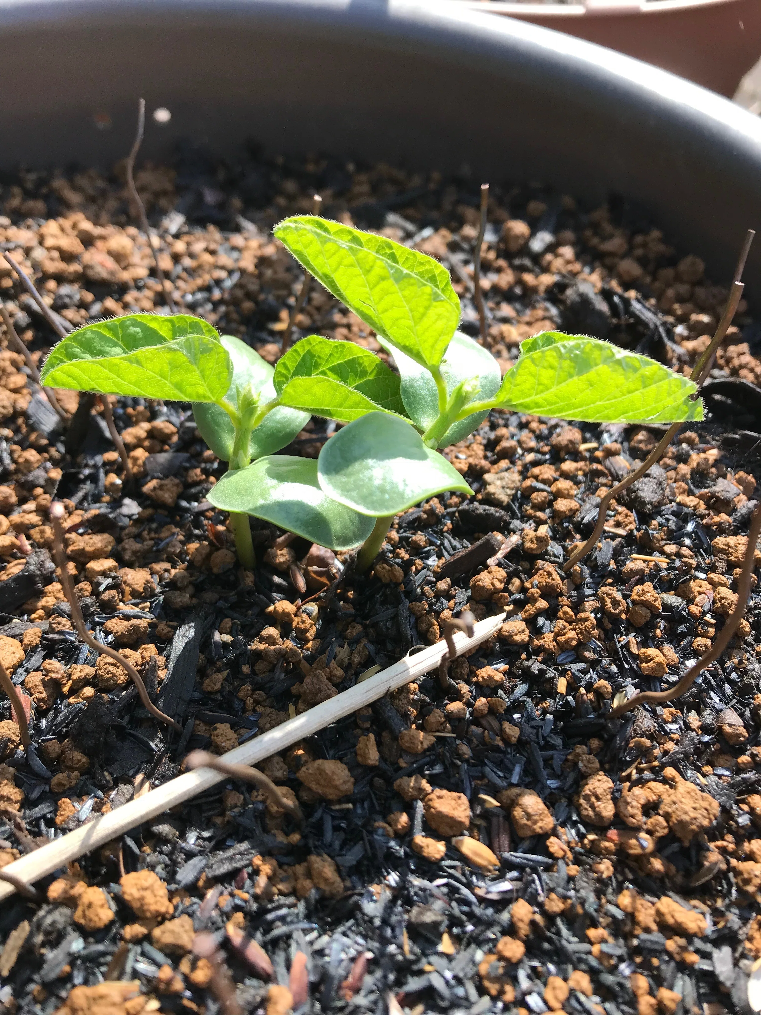 カミソリ一閃、命を活かす─固定種枝豆「越後ハニー」の断根・摘芯栽培