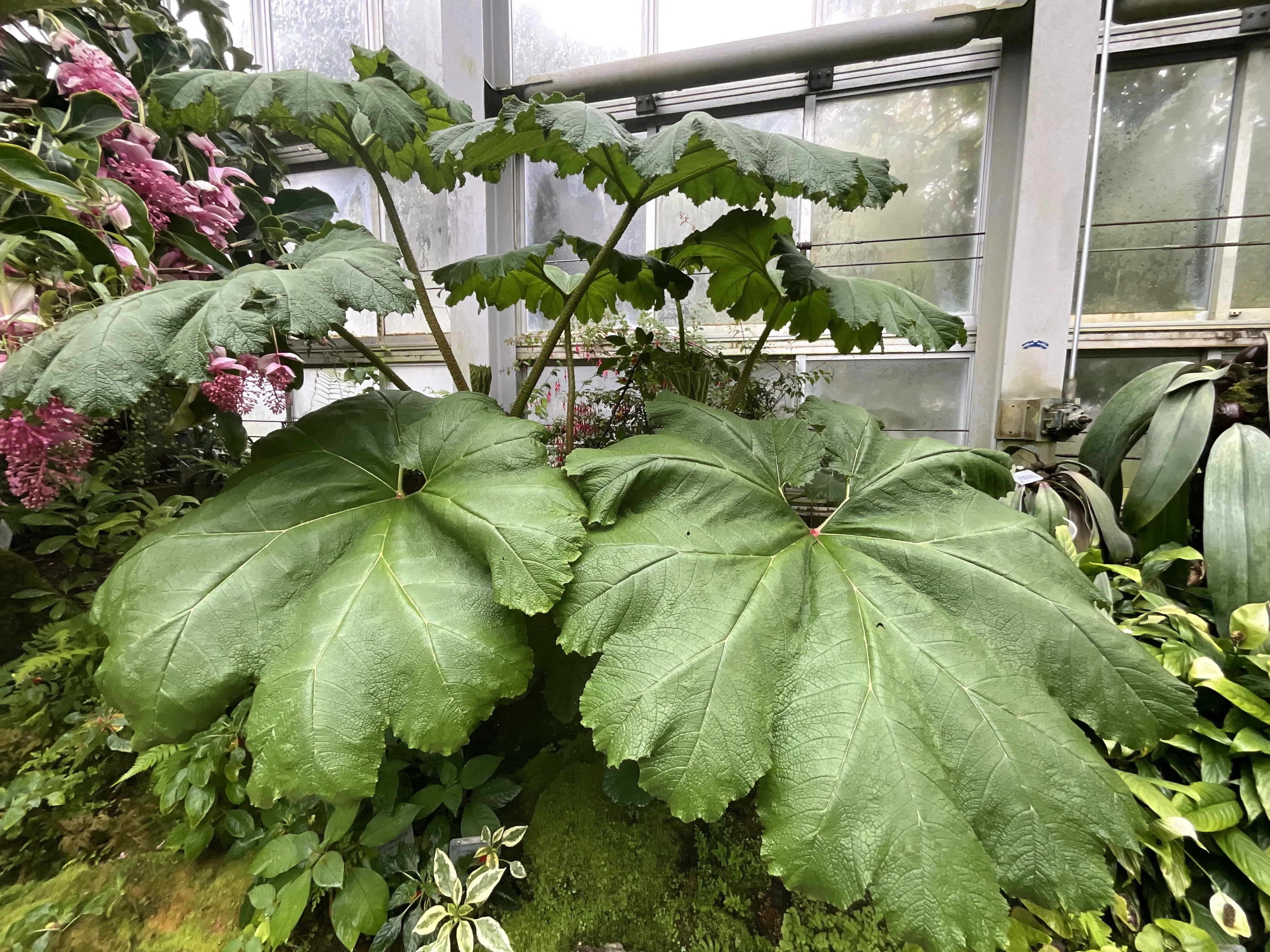 植物 オニブキ（京都府立植物園）：2026年3月26日（木）｜藤井秀昭（『京都