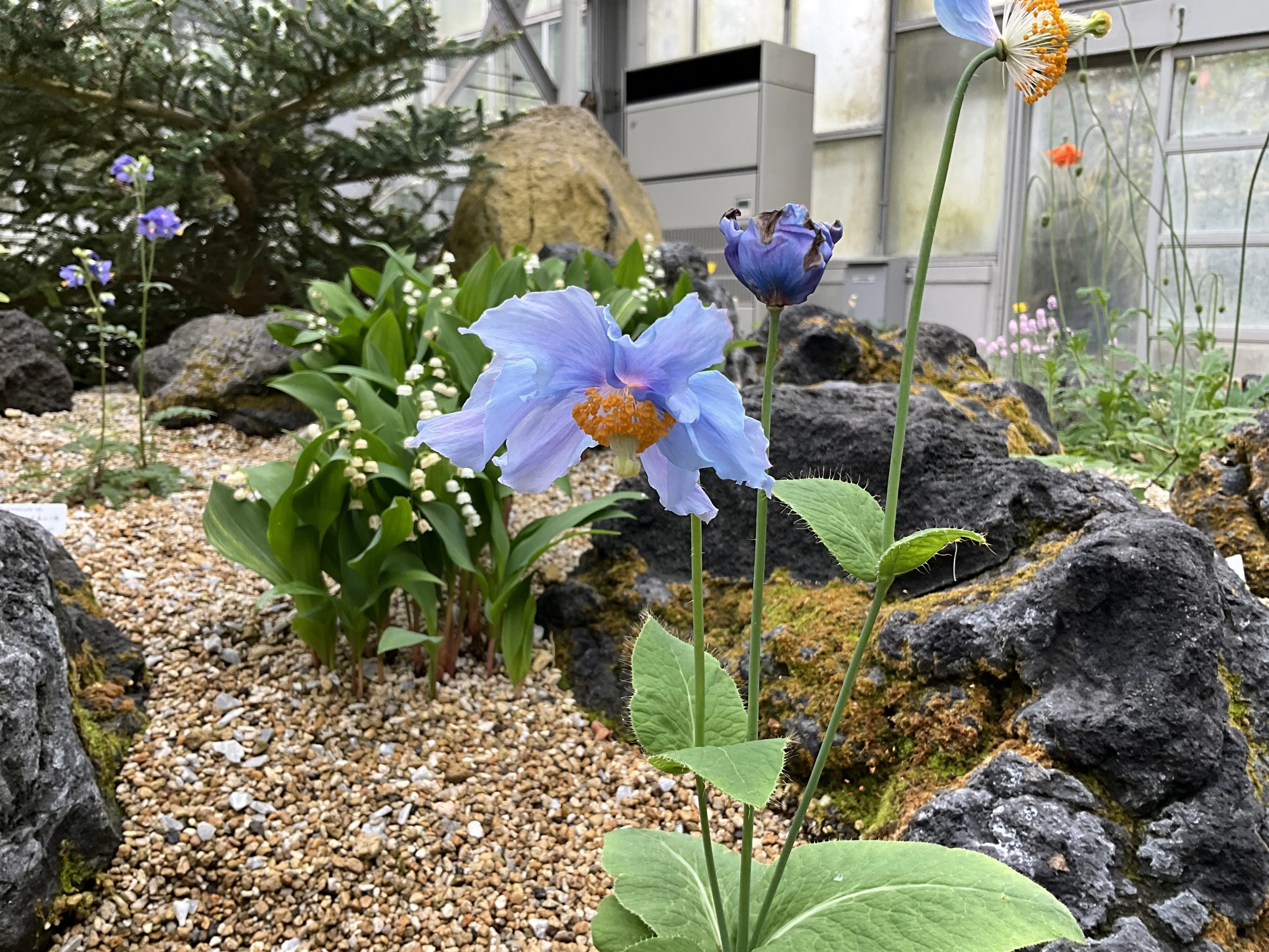 メコノプシス・ベトニキフォリア（京都府立植物園）：2026年5月3日（日