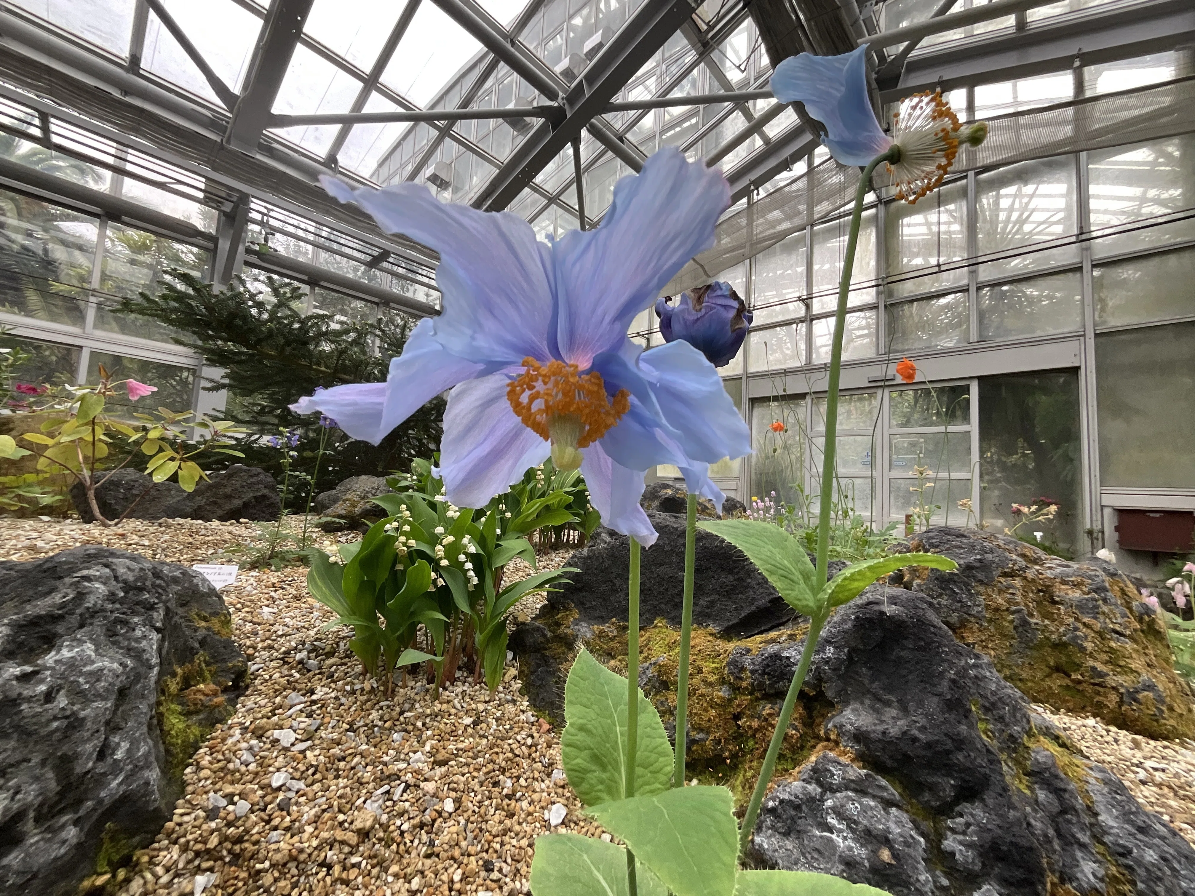 メコノプシス・ベトニキフォリア（幻の青いケシ）（京都府立植物園