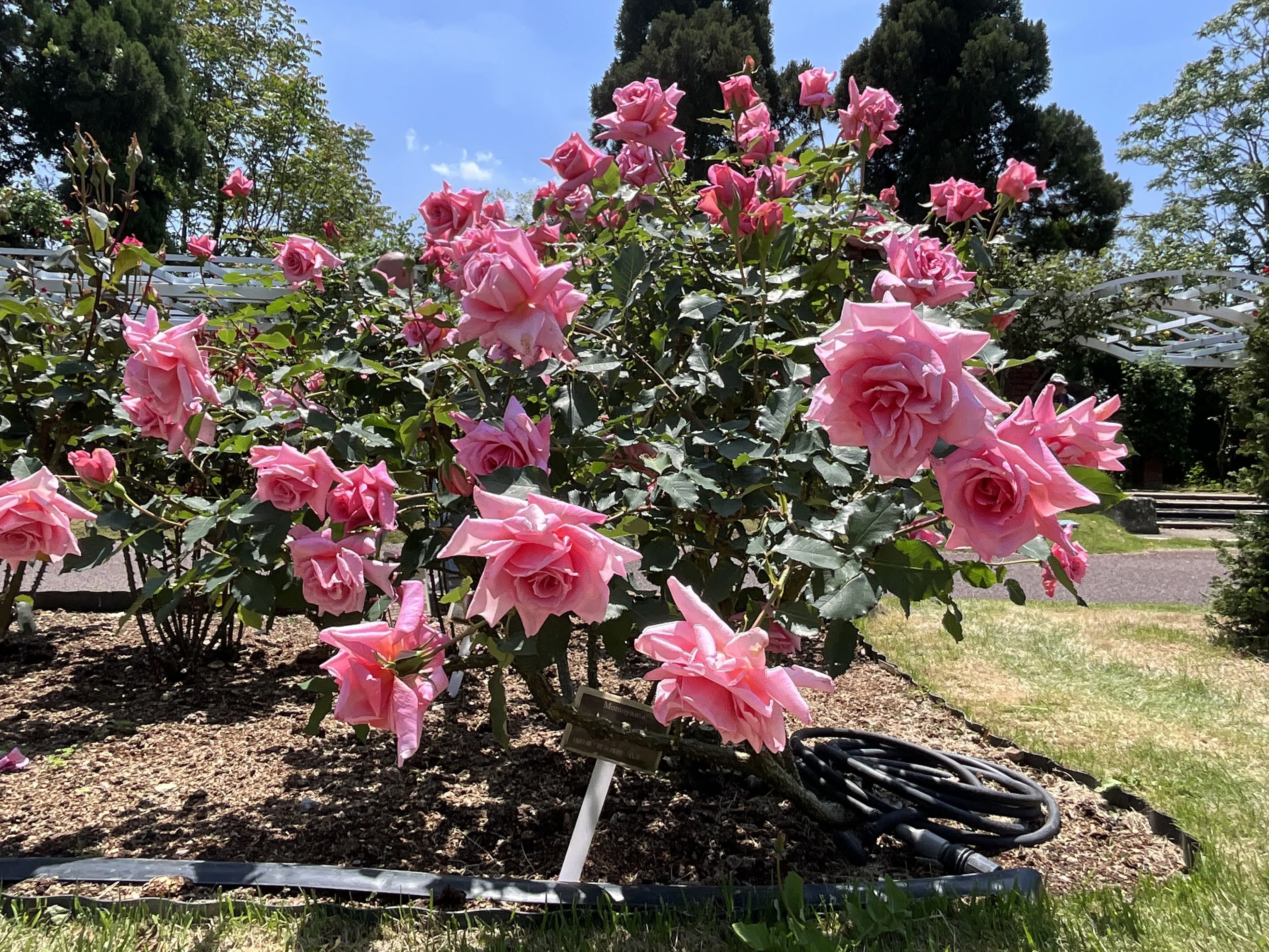 桃山の春一番花（京都府立植物園）：2026年4月26日（日）｜藤井秀昭